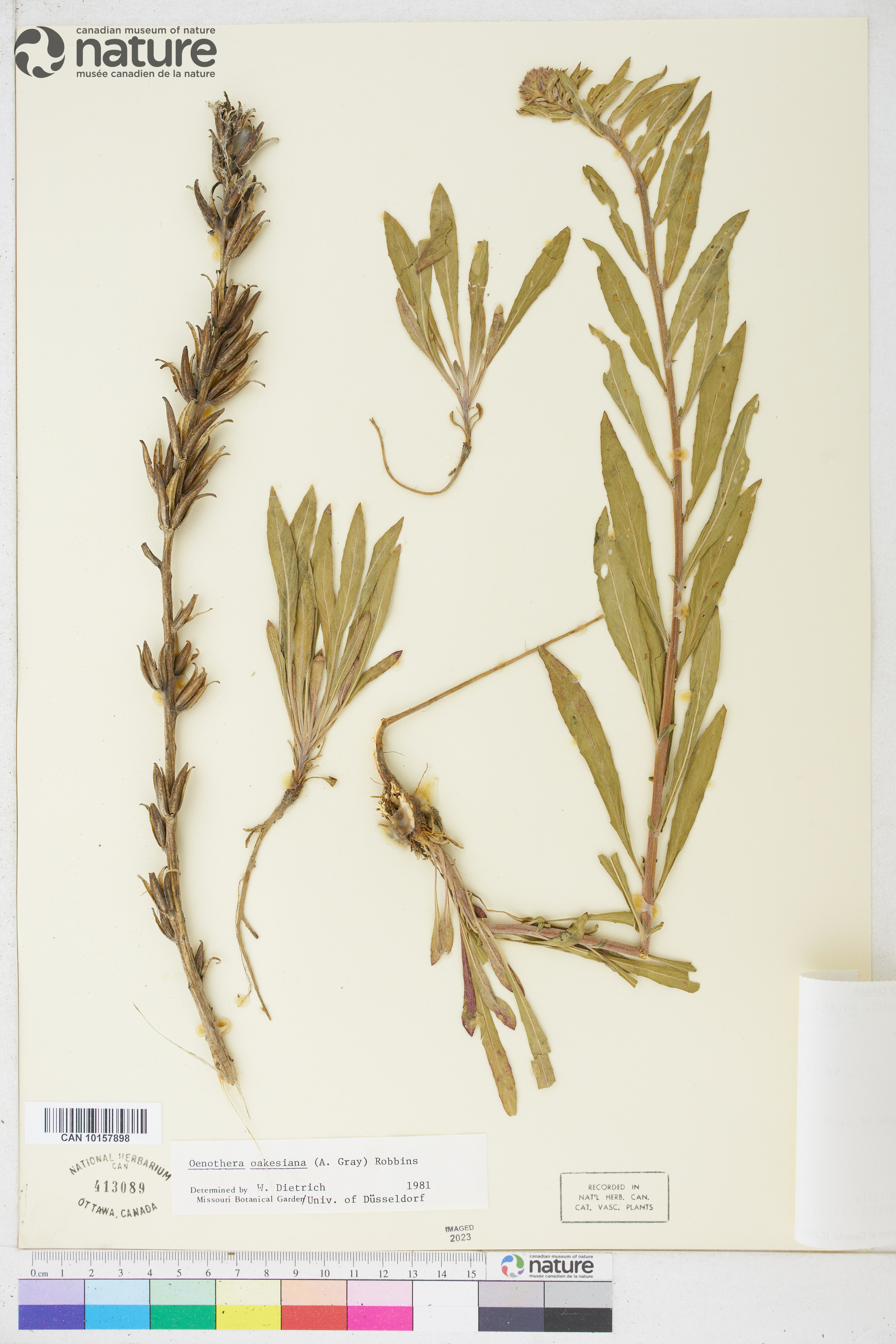 Oenothera oakesiana image