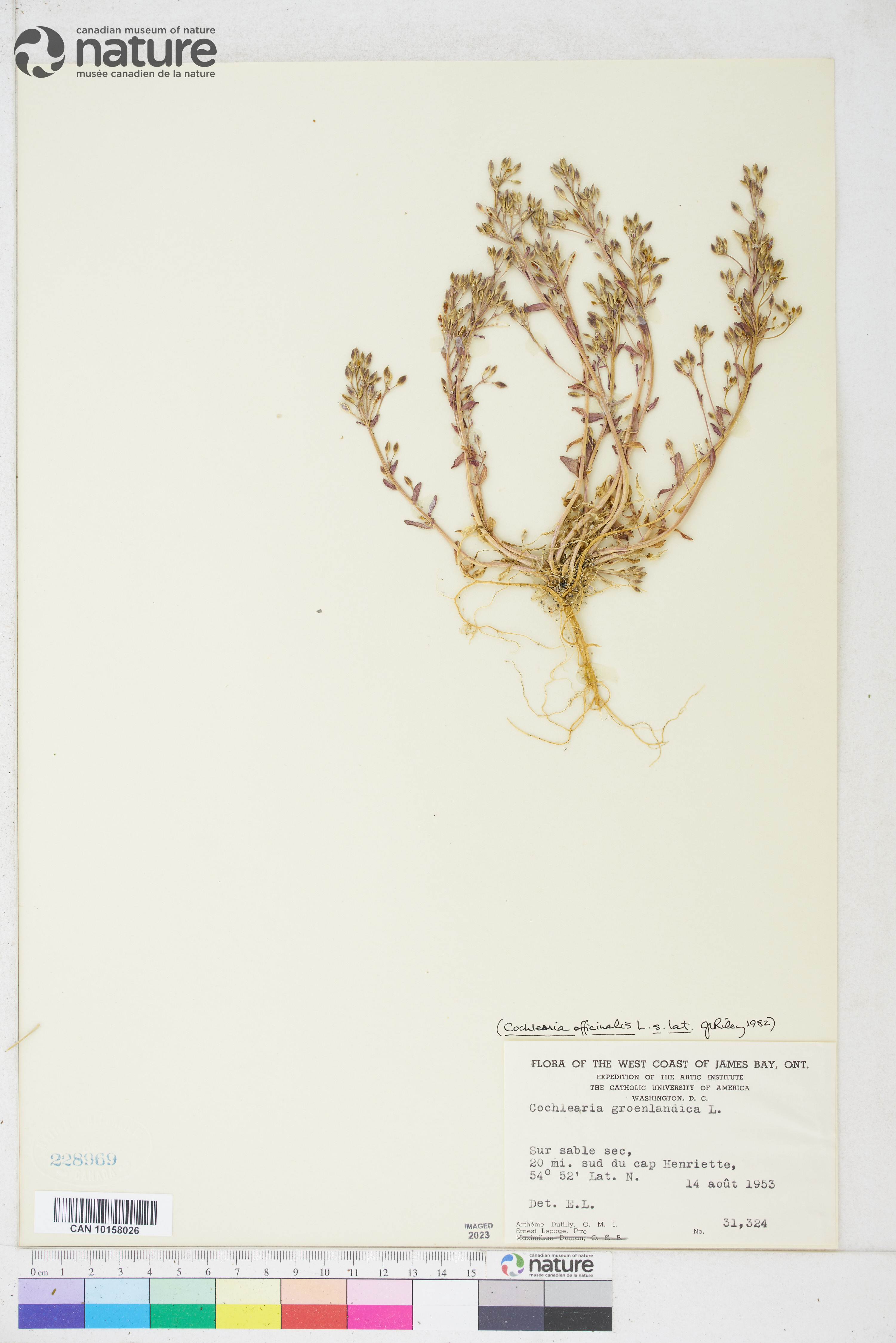 Cochlearia officinalis image