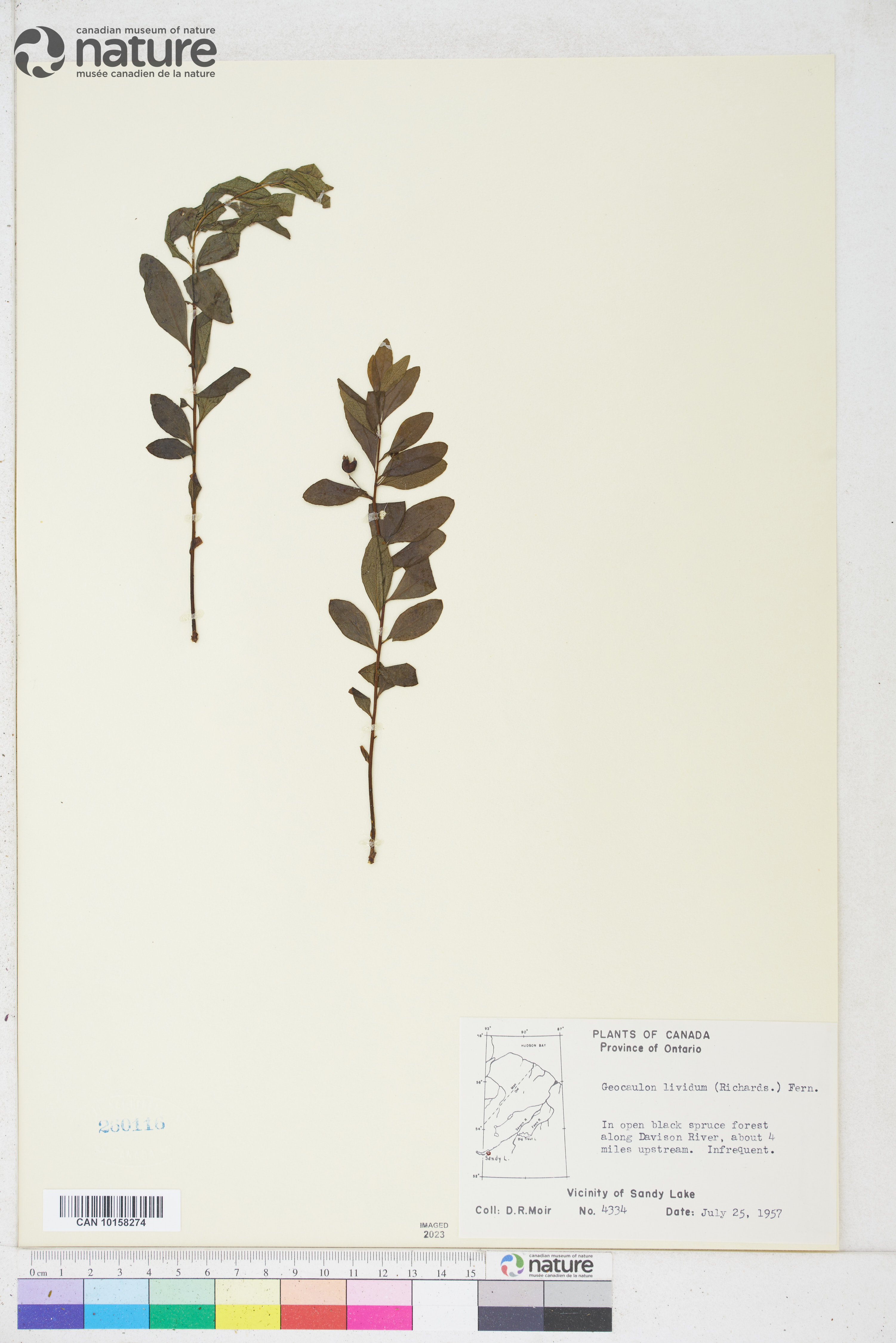 Geocaulon lividum image