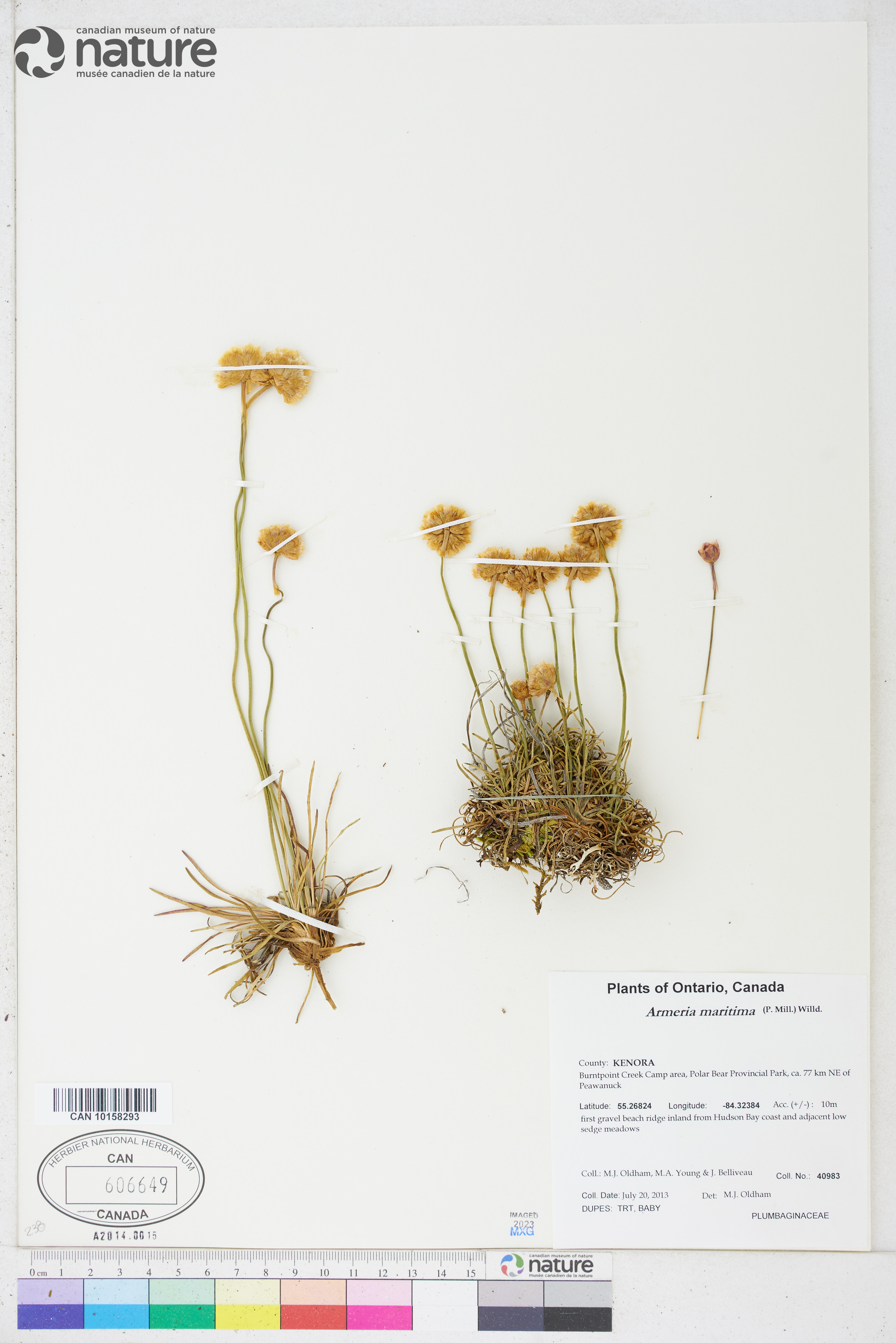 Armeria scabra image