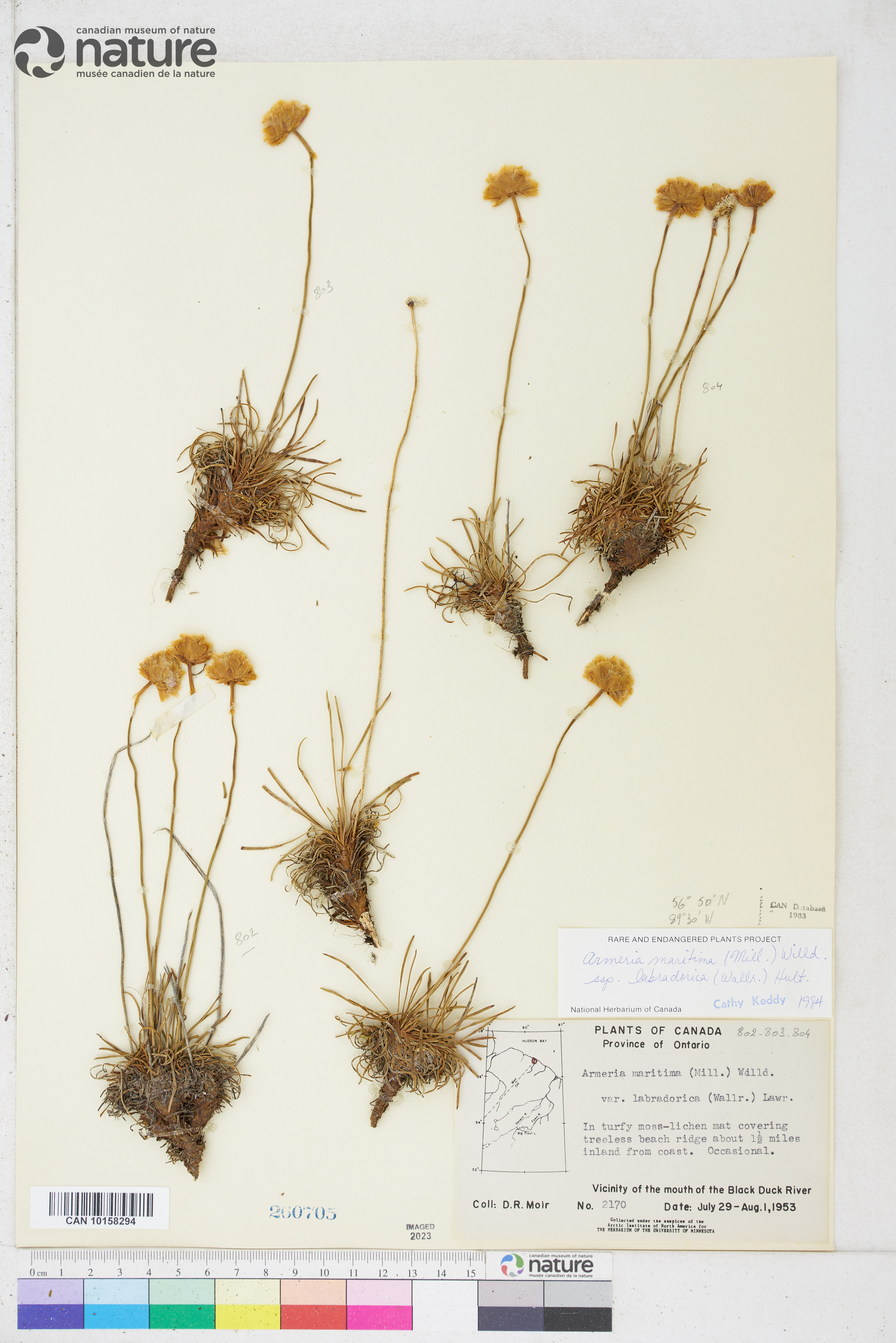 Armeria scabra image