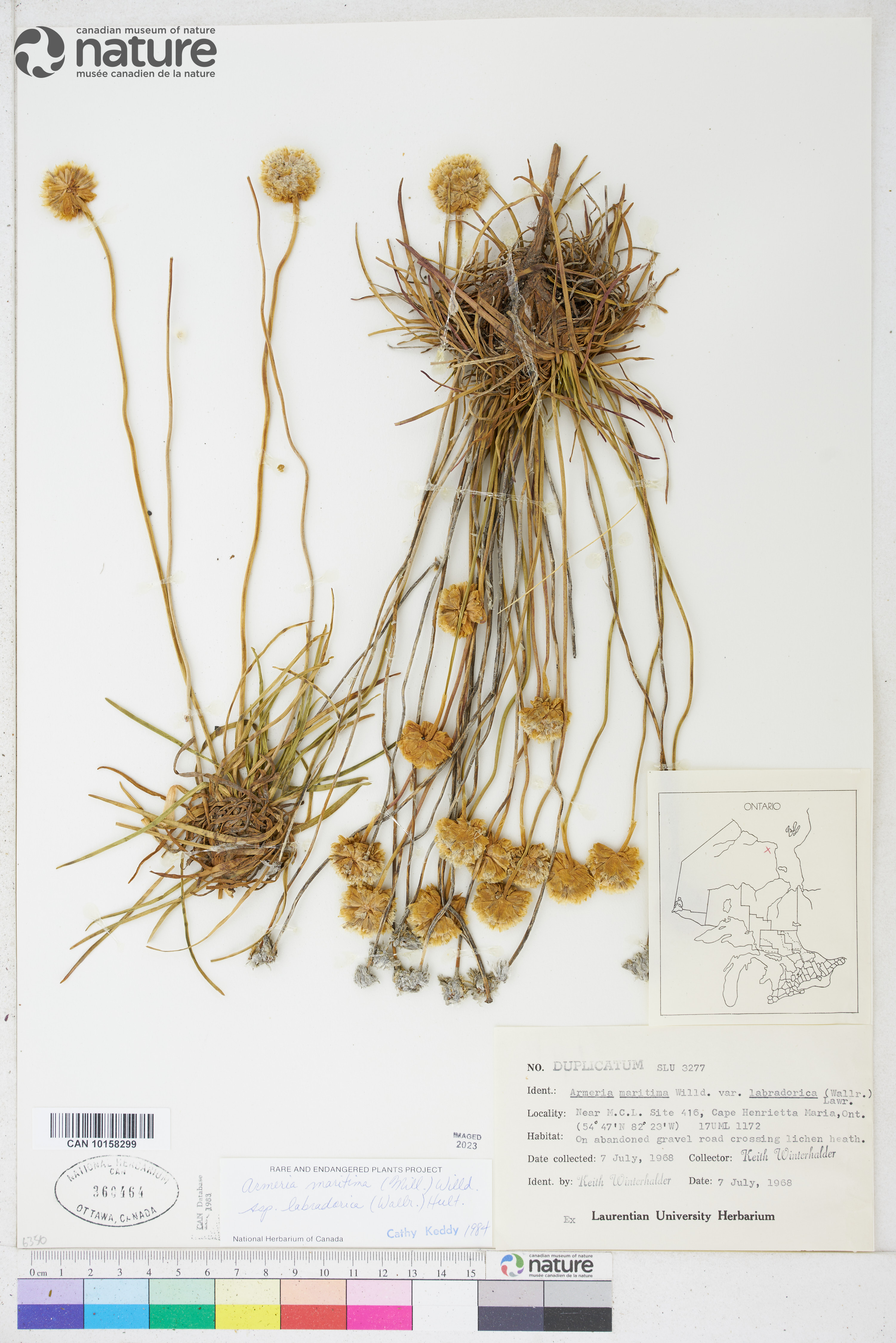 Armeria scabra image