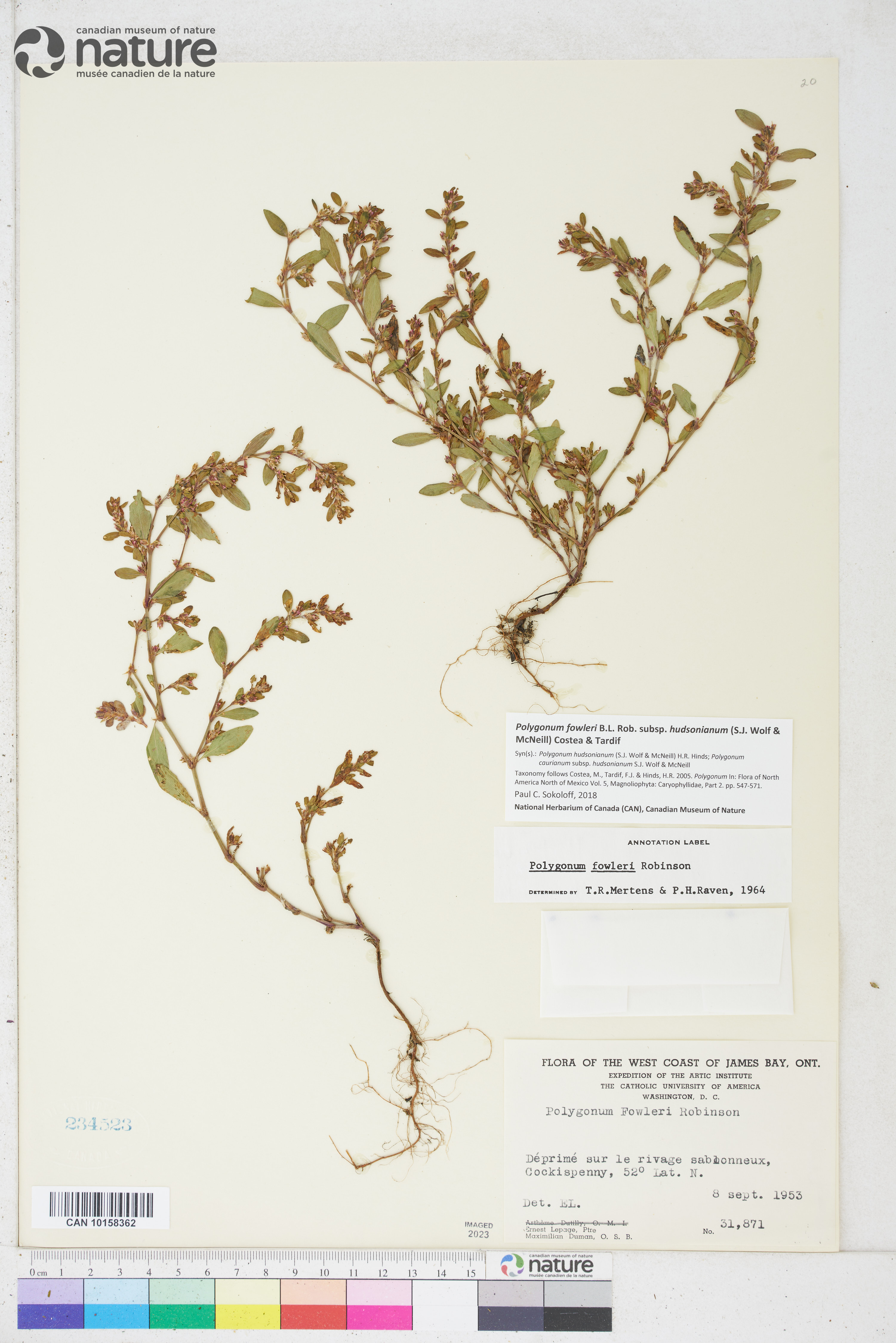 Polygonum fowleri image