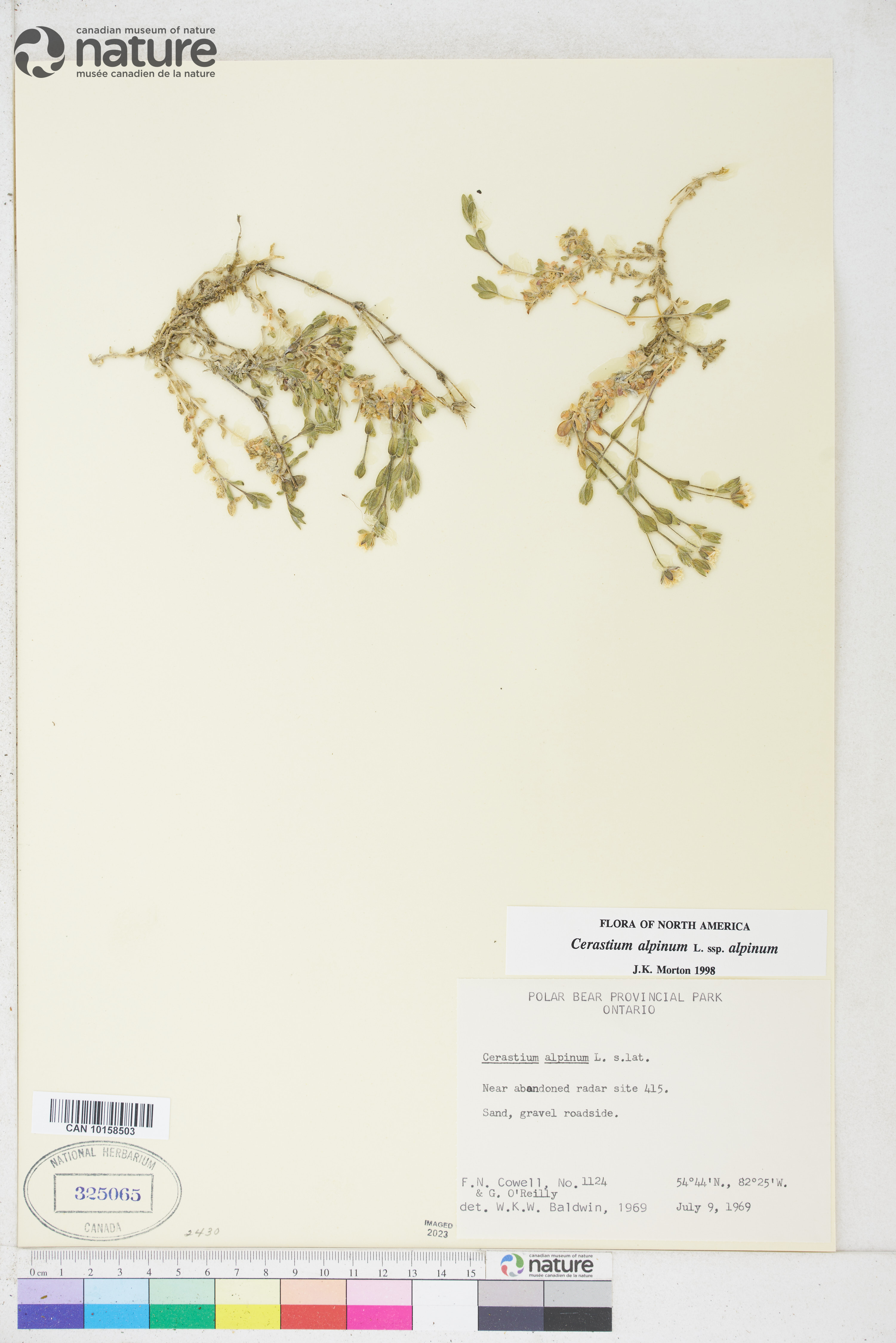 Cerastium alpinum image