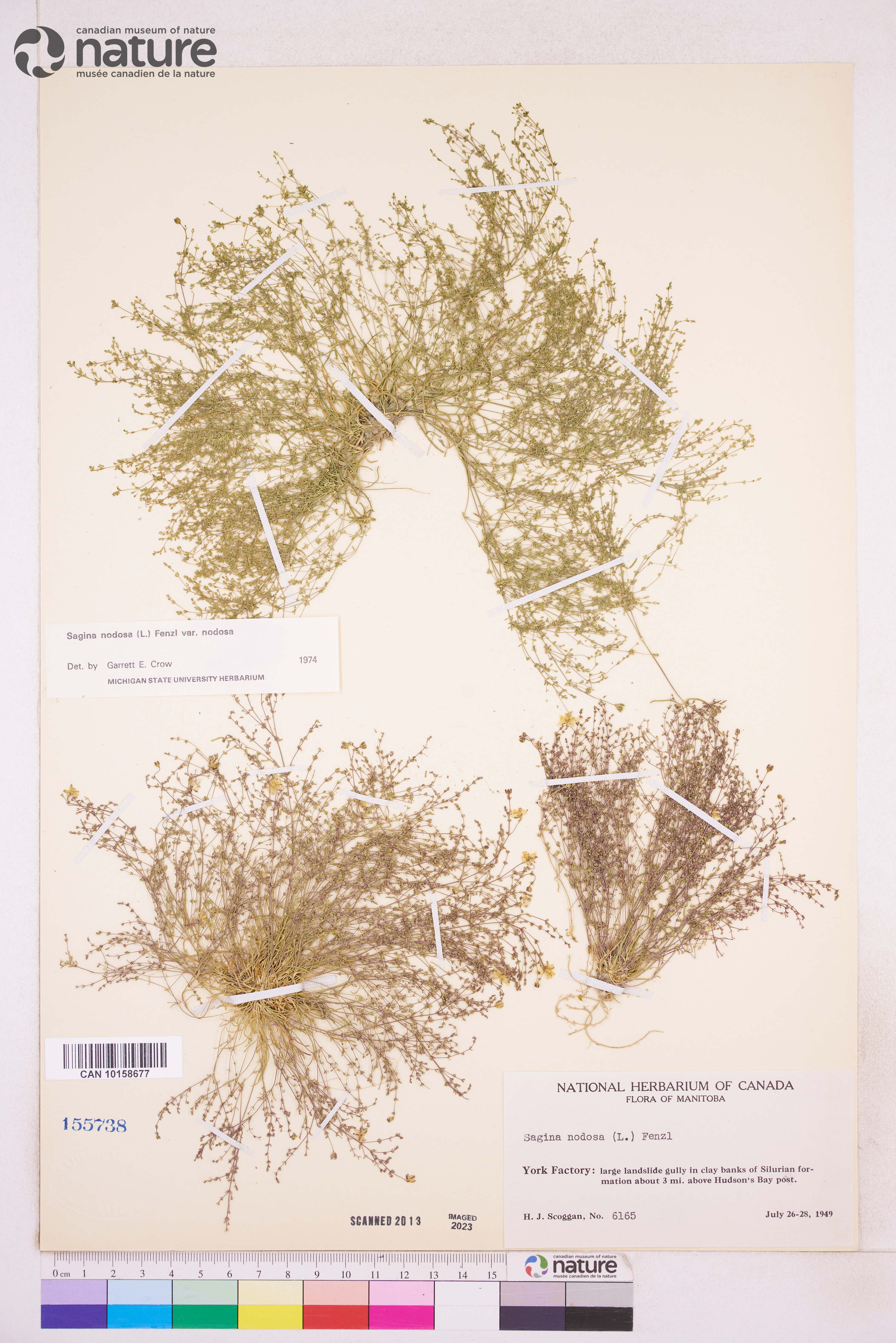 Sagina nodosa var. nodosa image