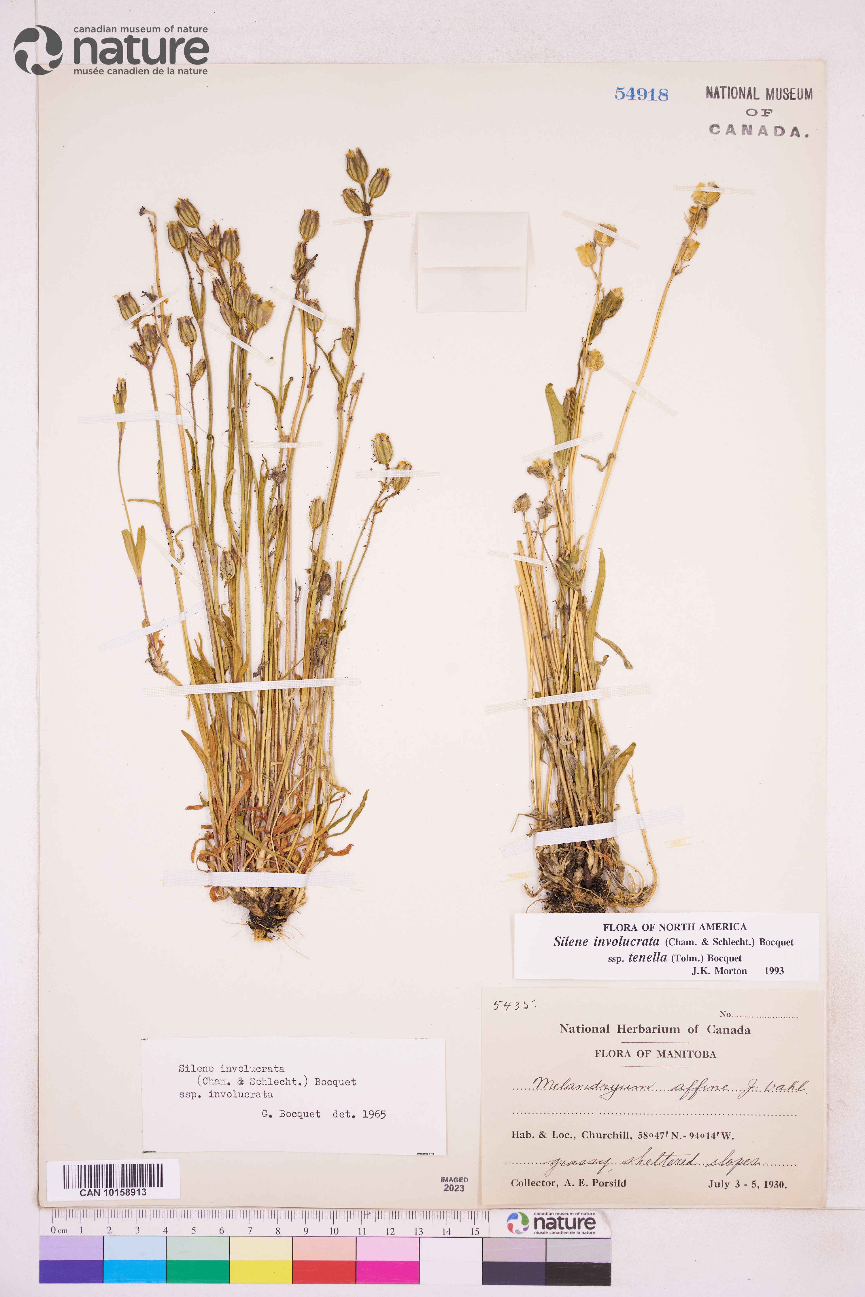 Silene involucrata subsp. tenella image