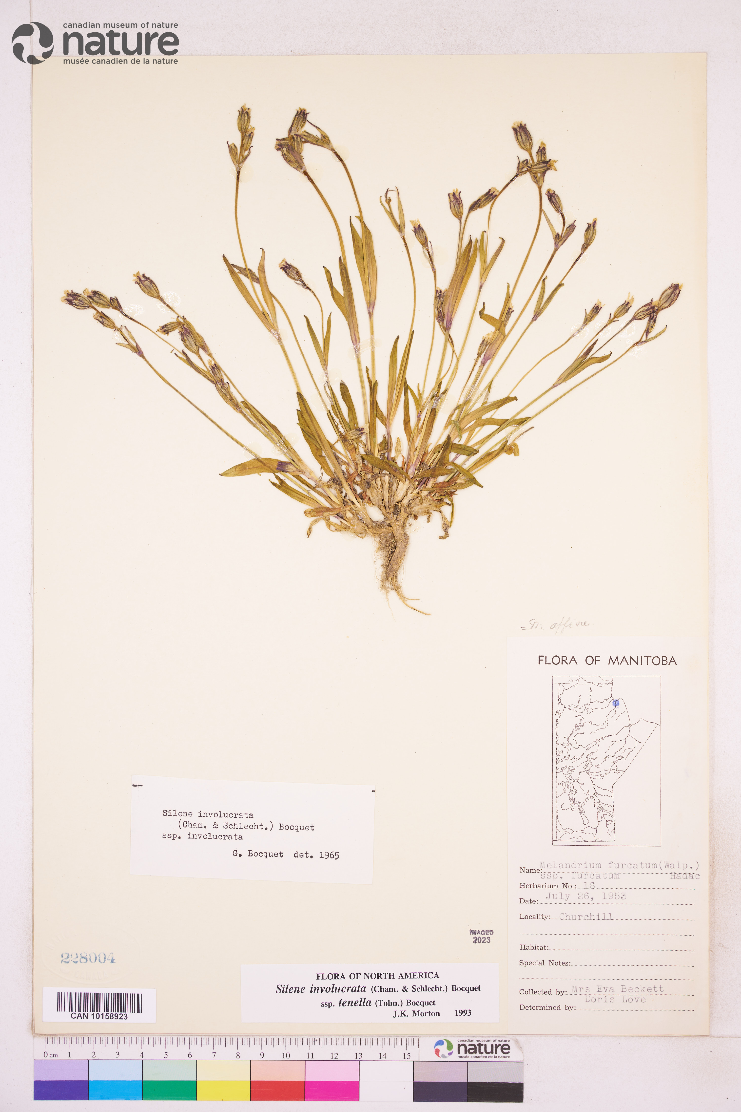 Silene involucrata subsp. tenella image