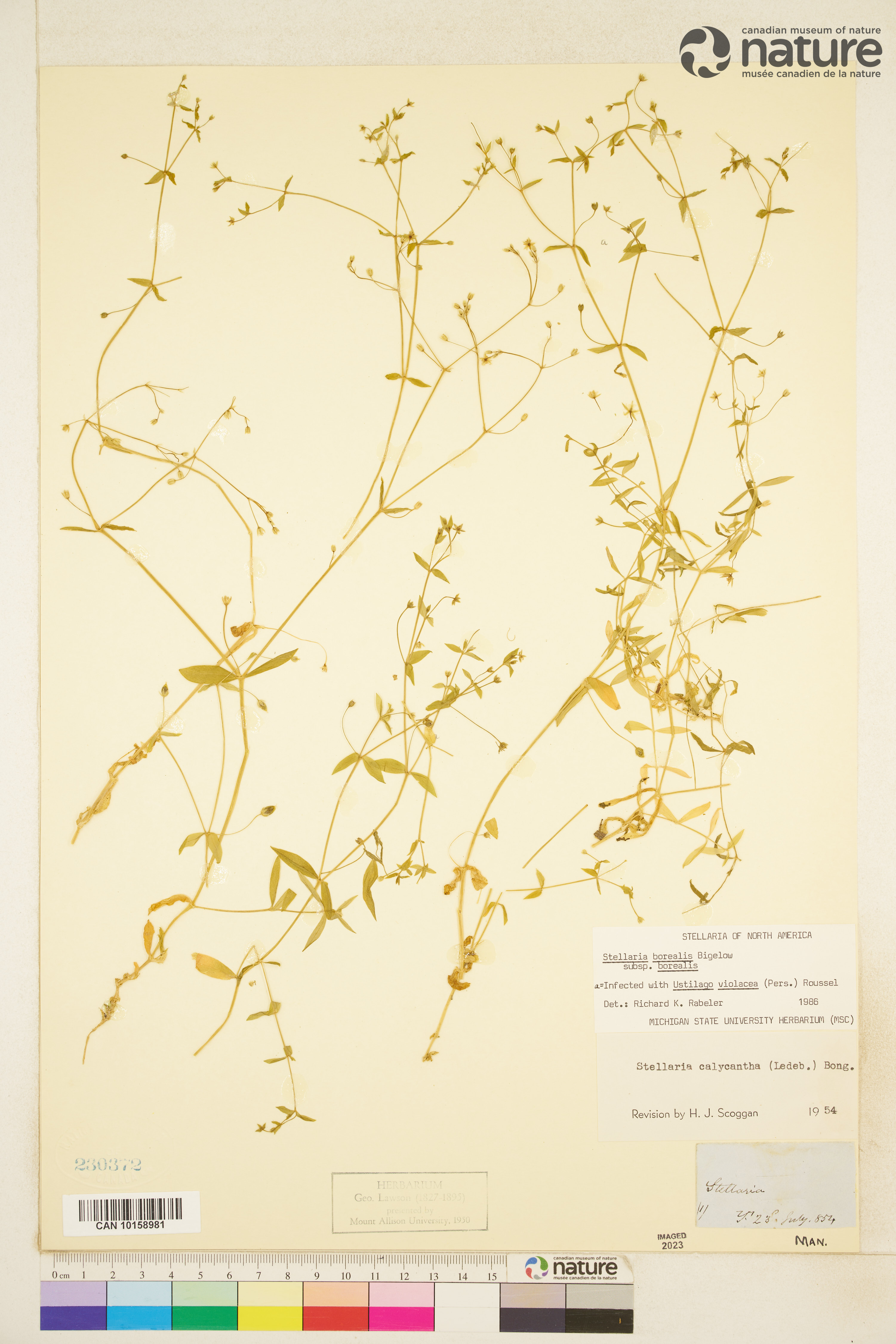 Stellaria borealis subsp. borealis image