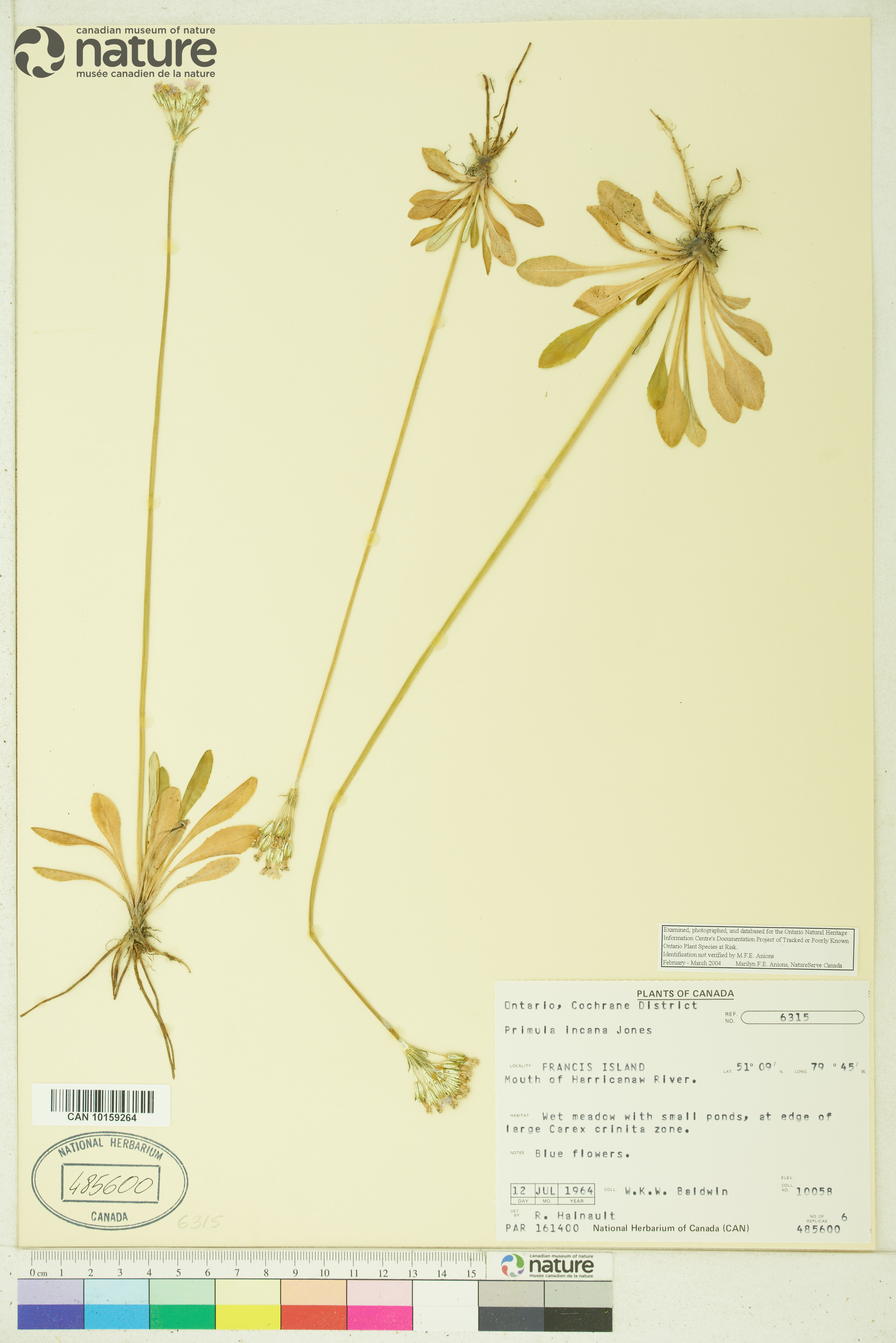 Primula incana image