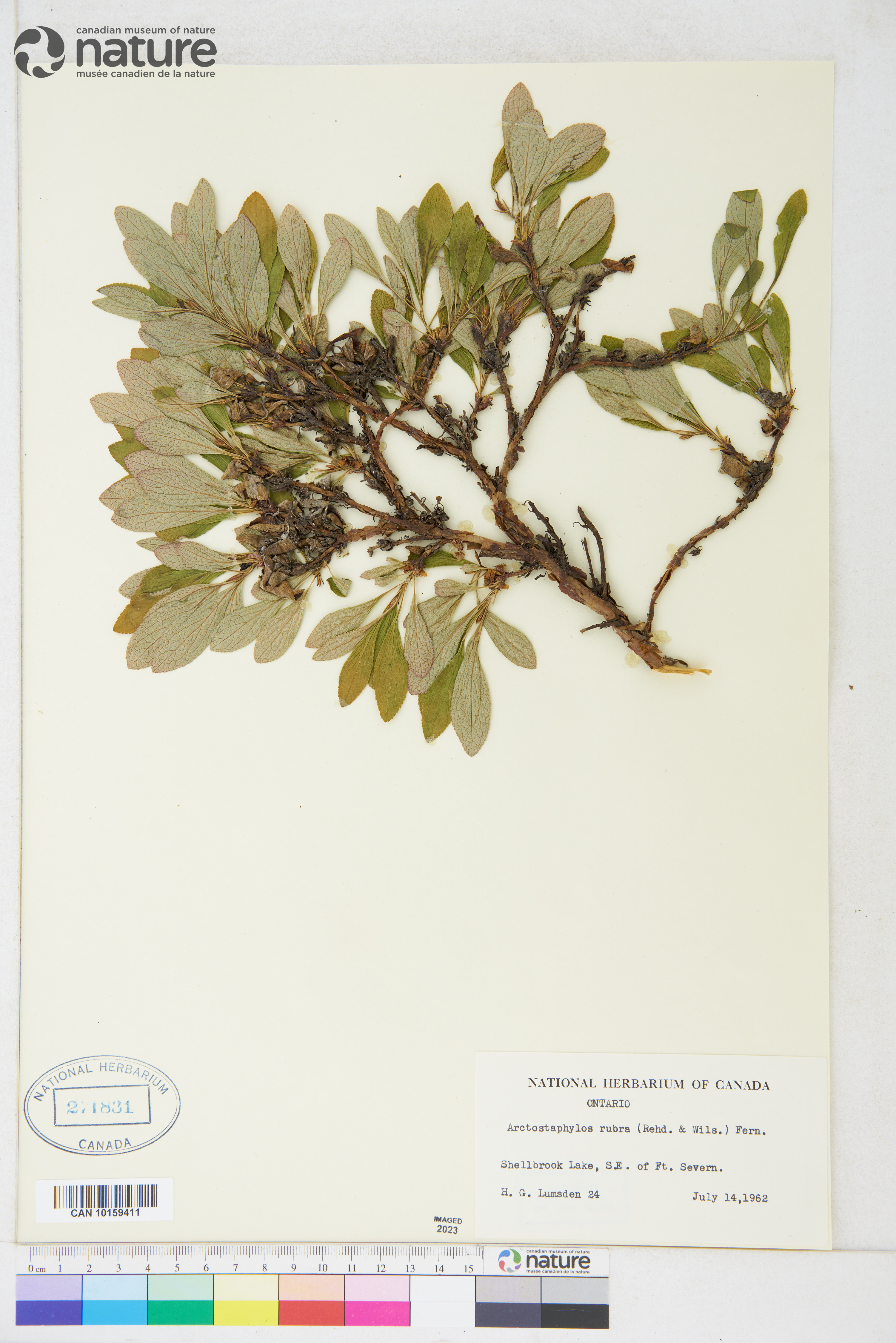 Arctous rubra image