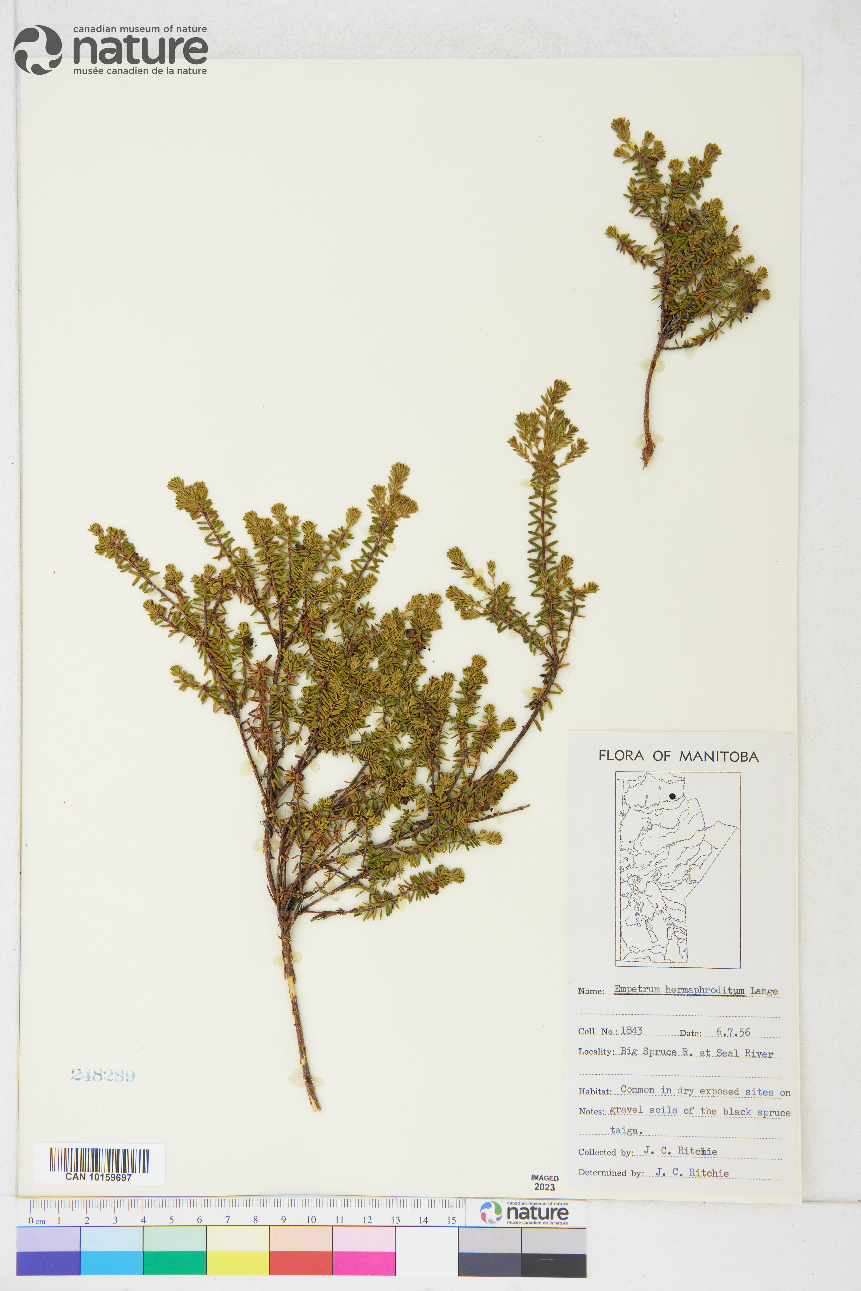 Empetrum nigrum image