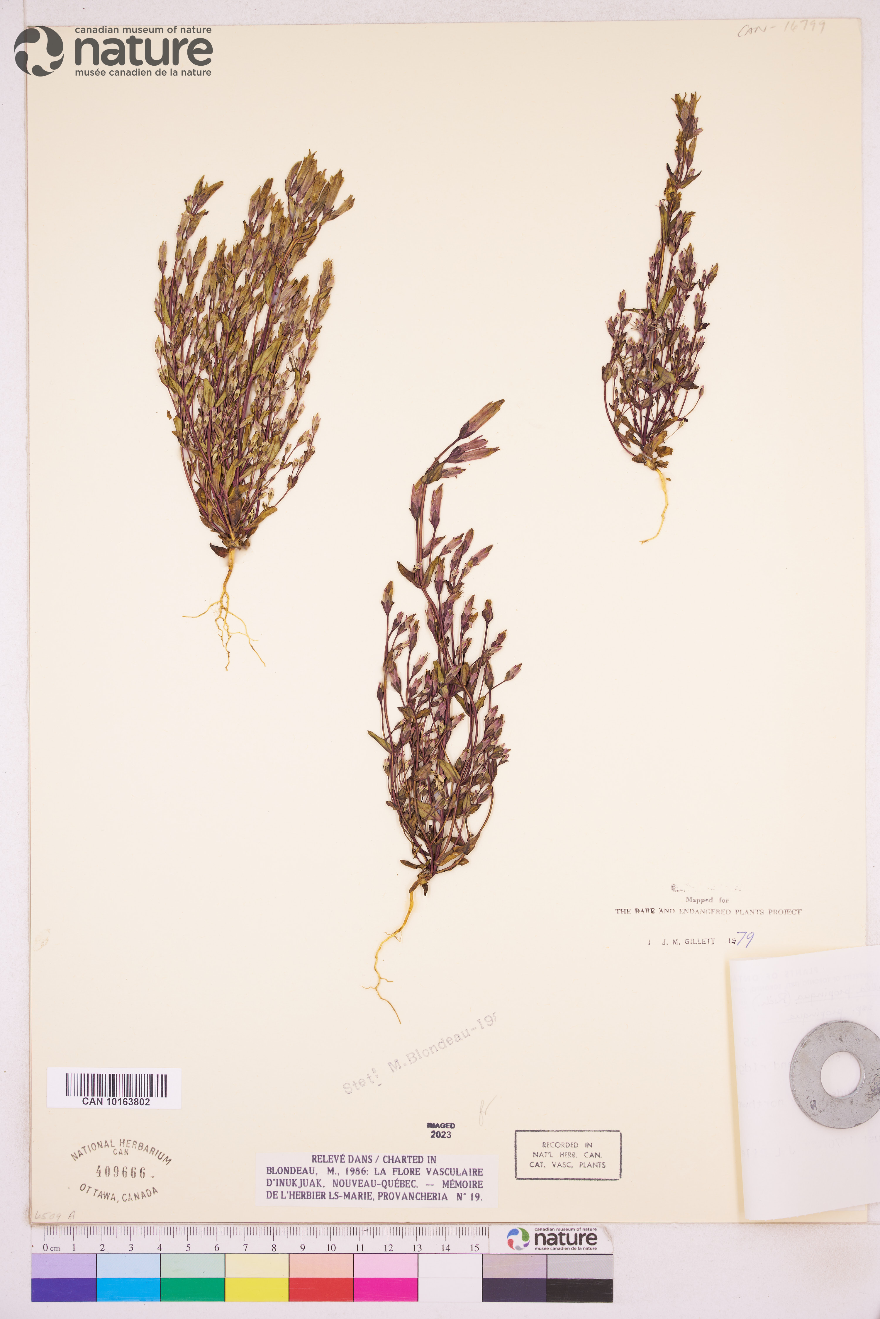 Gentianella propinqua subsp. propinqua image