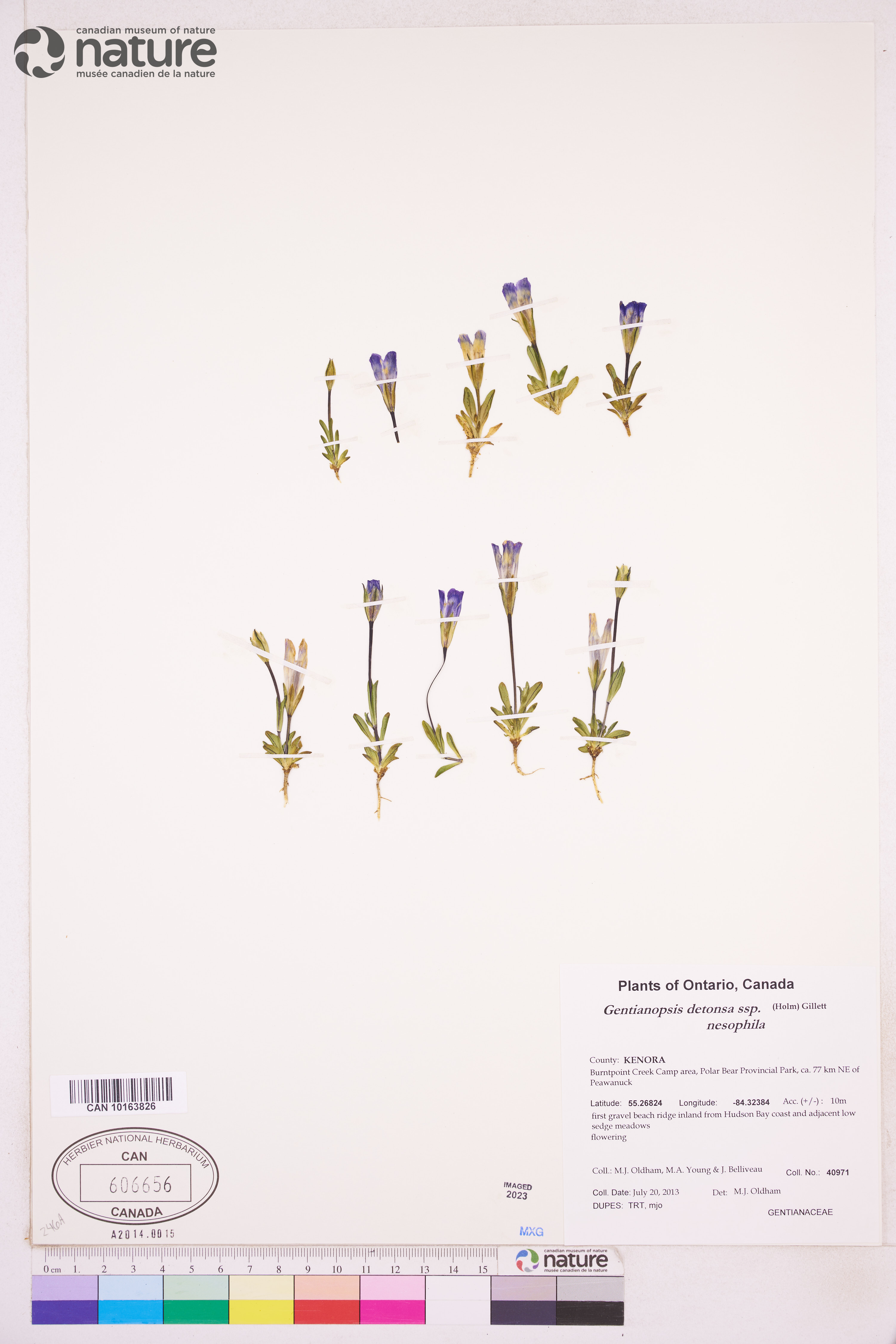 Gentianopsis detonsa image