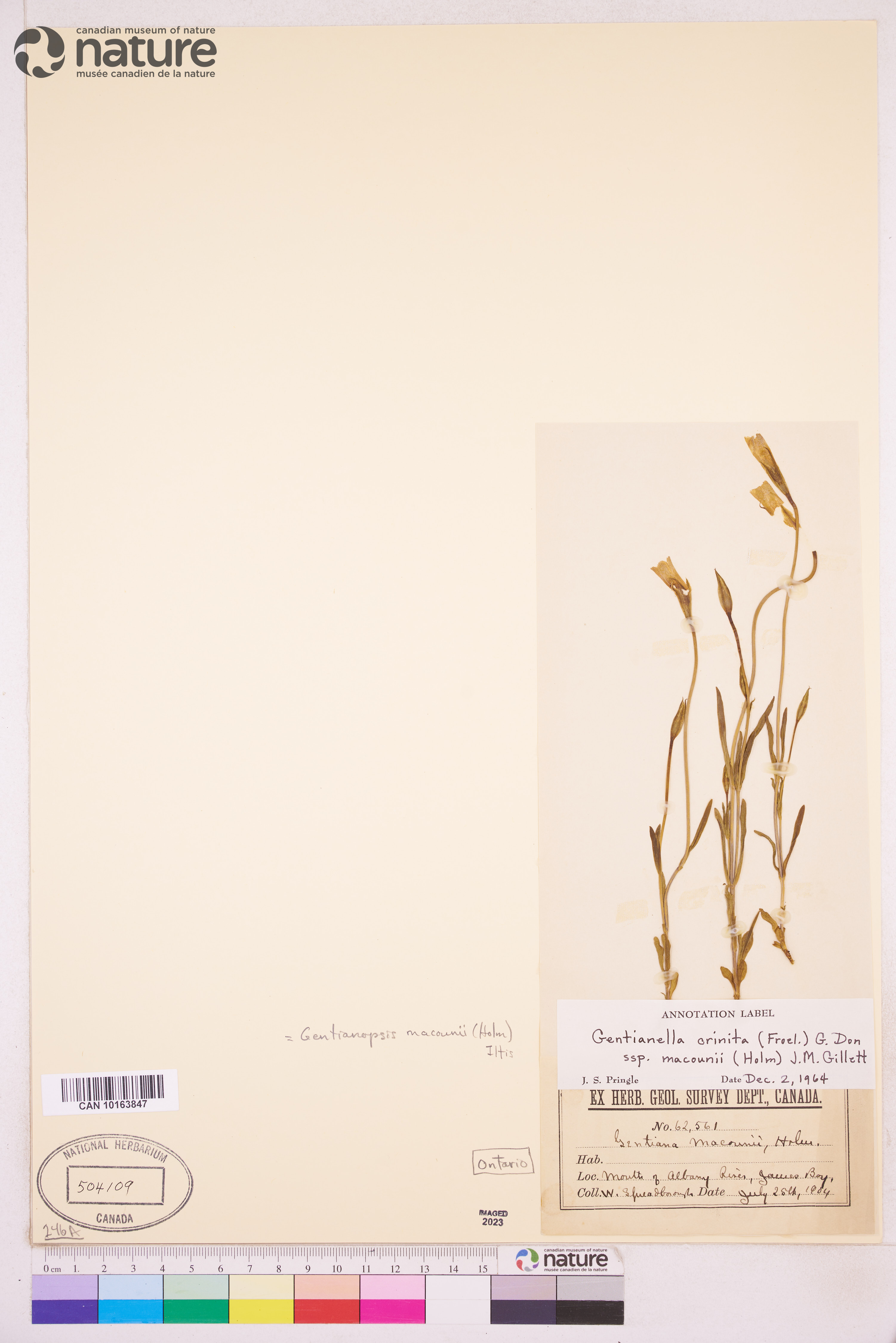 Gentianopsis virgata subsp. macounii image