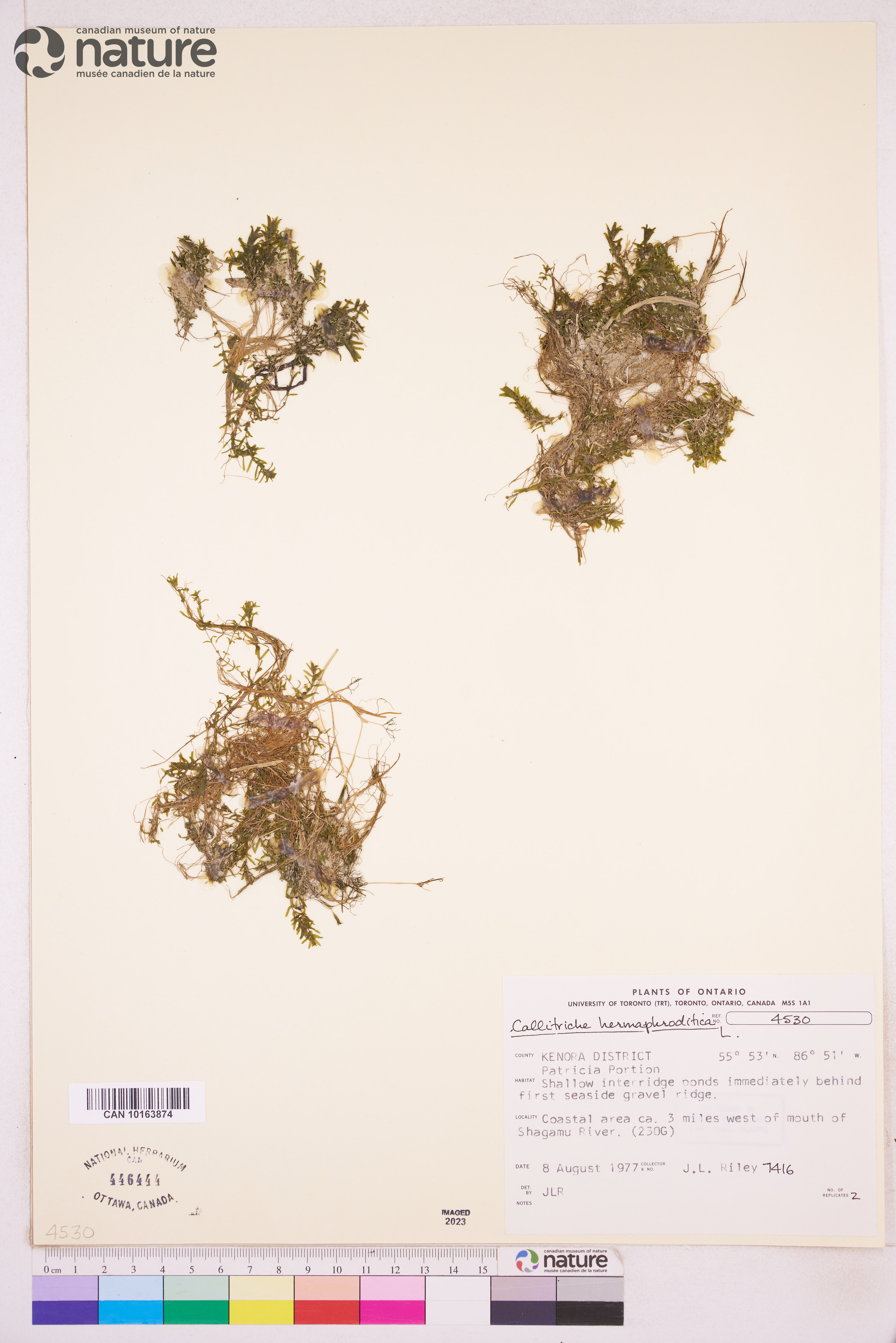 Callitriche stenoptera image