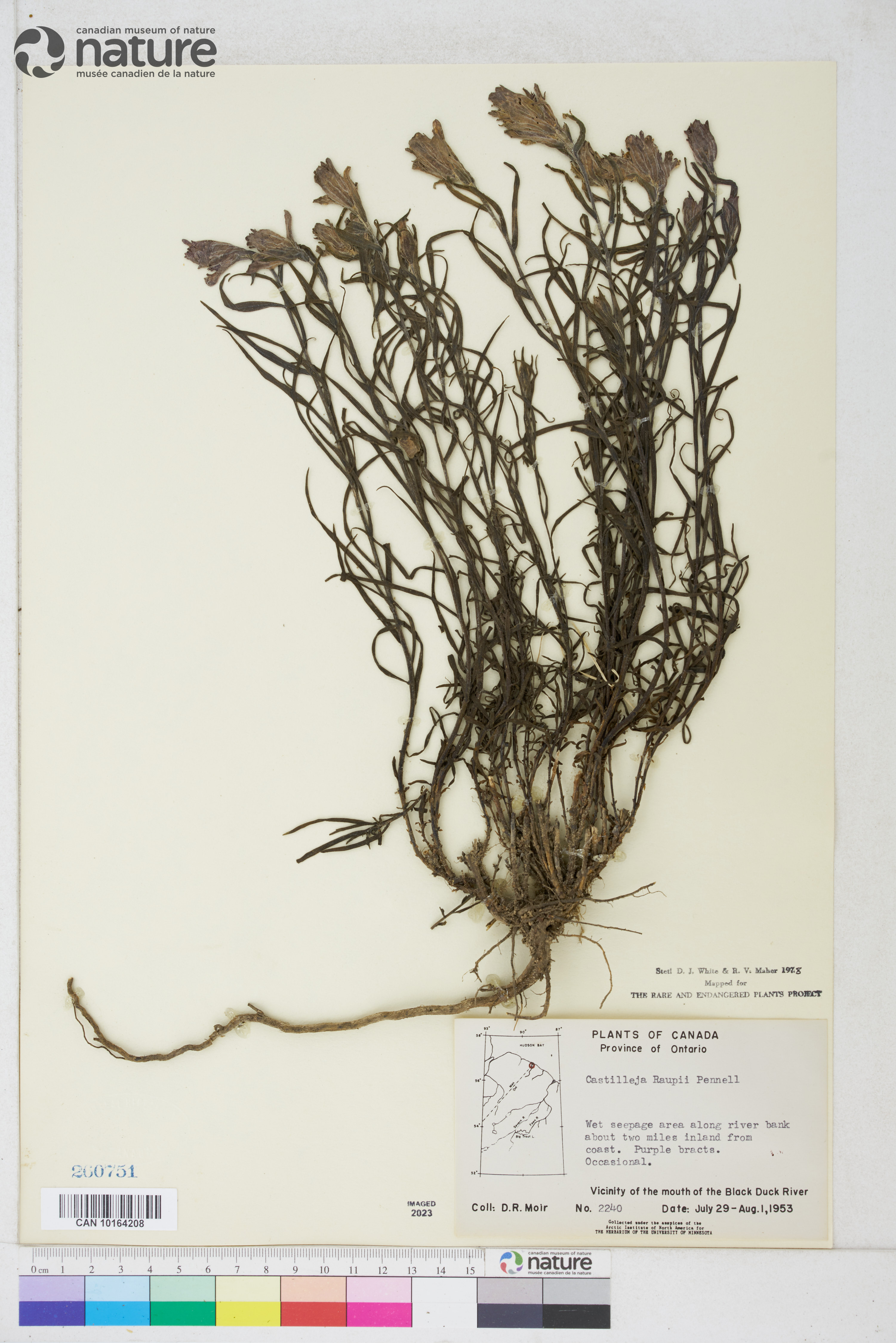 Castilleja raupii image