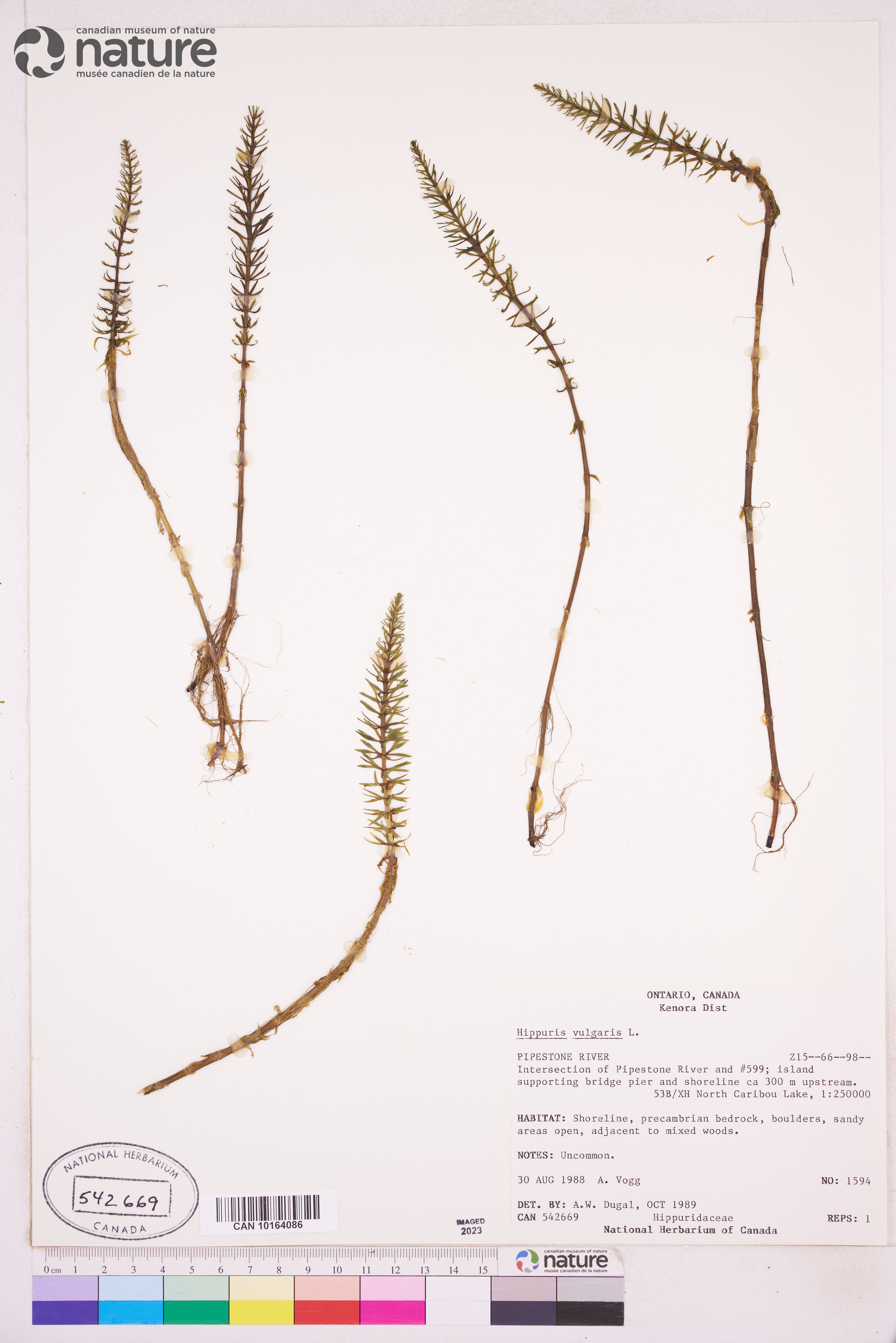 Hippuris vulgaris image