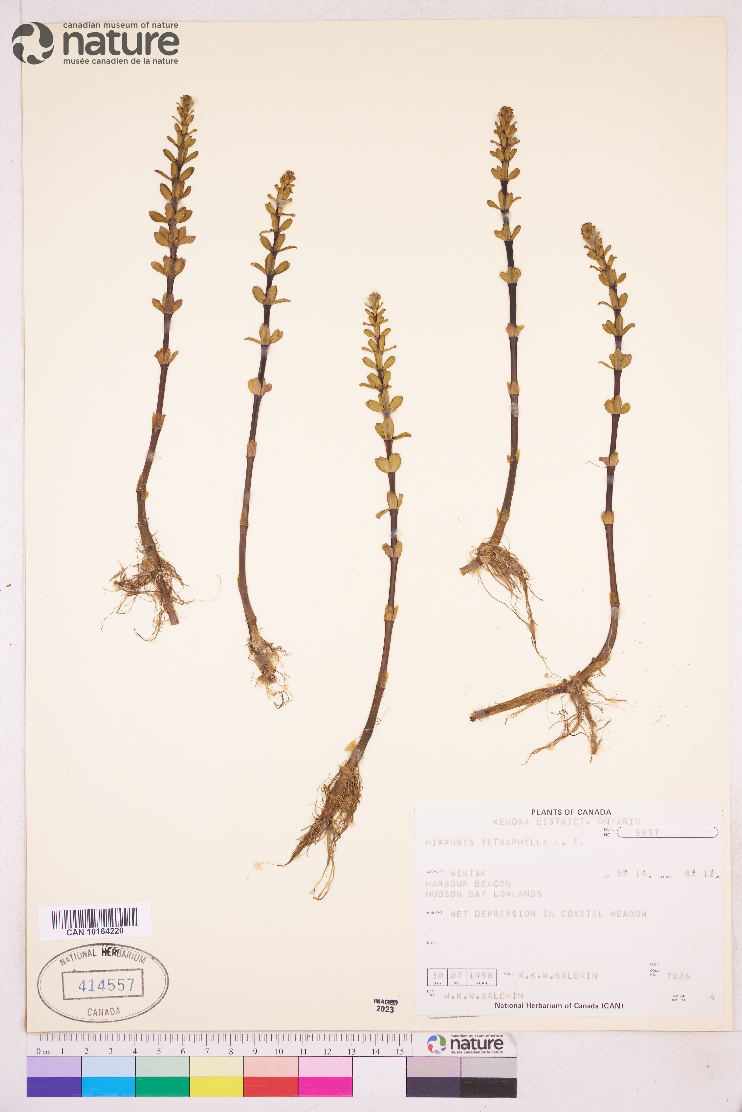 Hippuris tetraphylla image