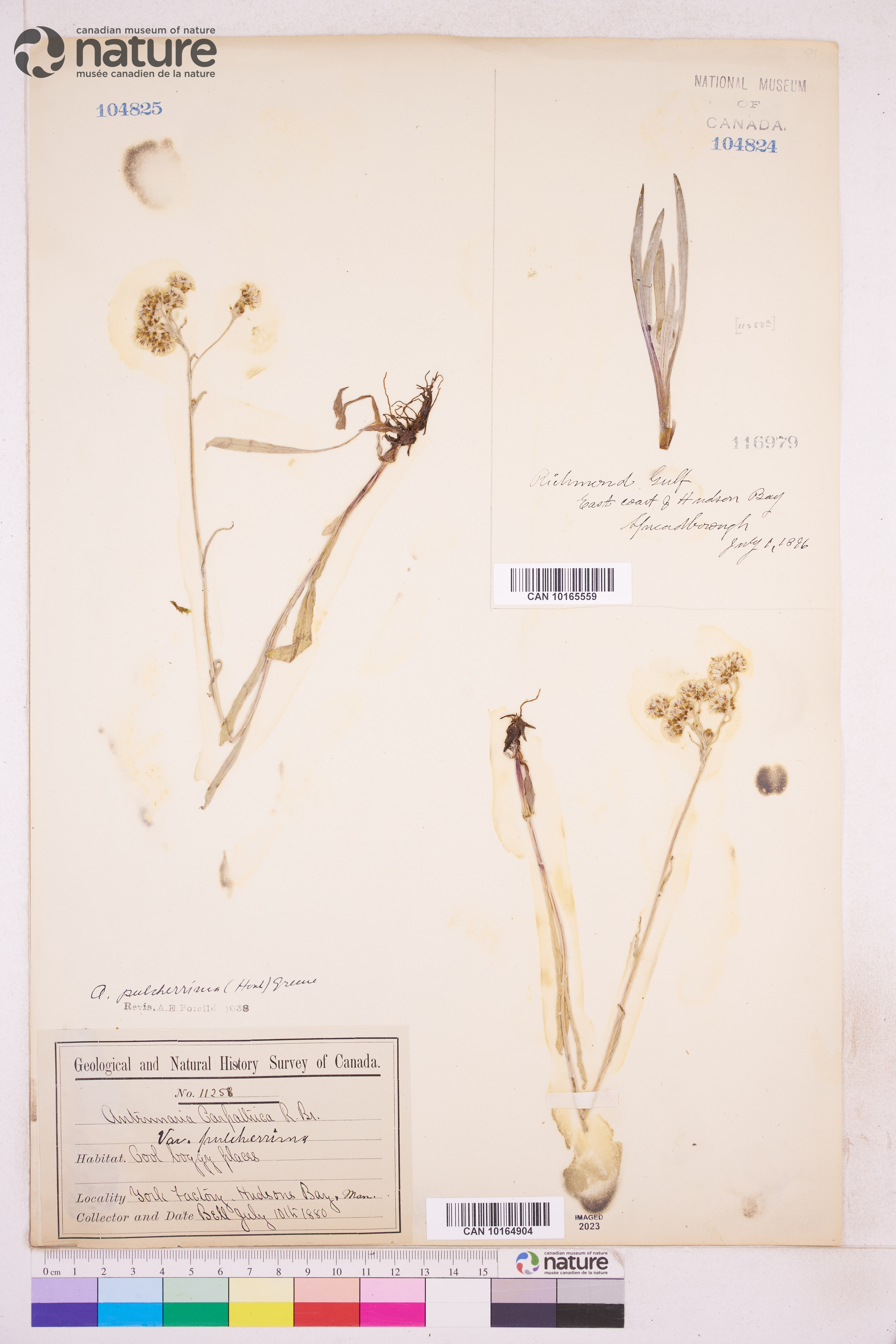 Antennaria pulcherrima image