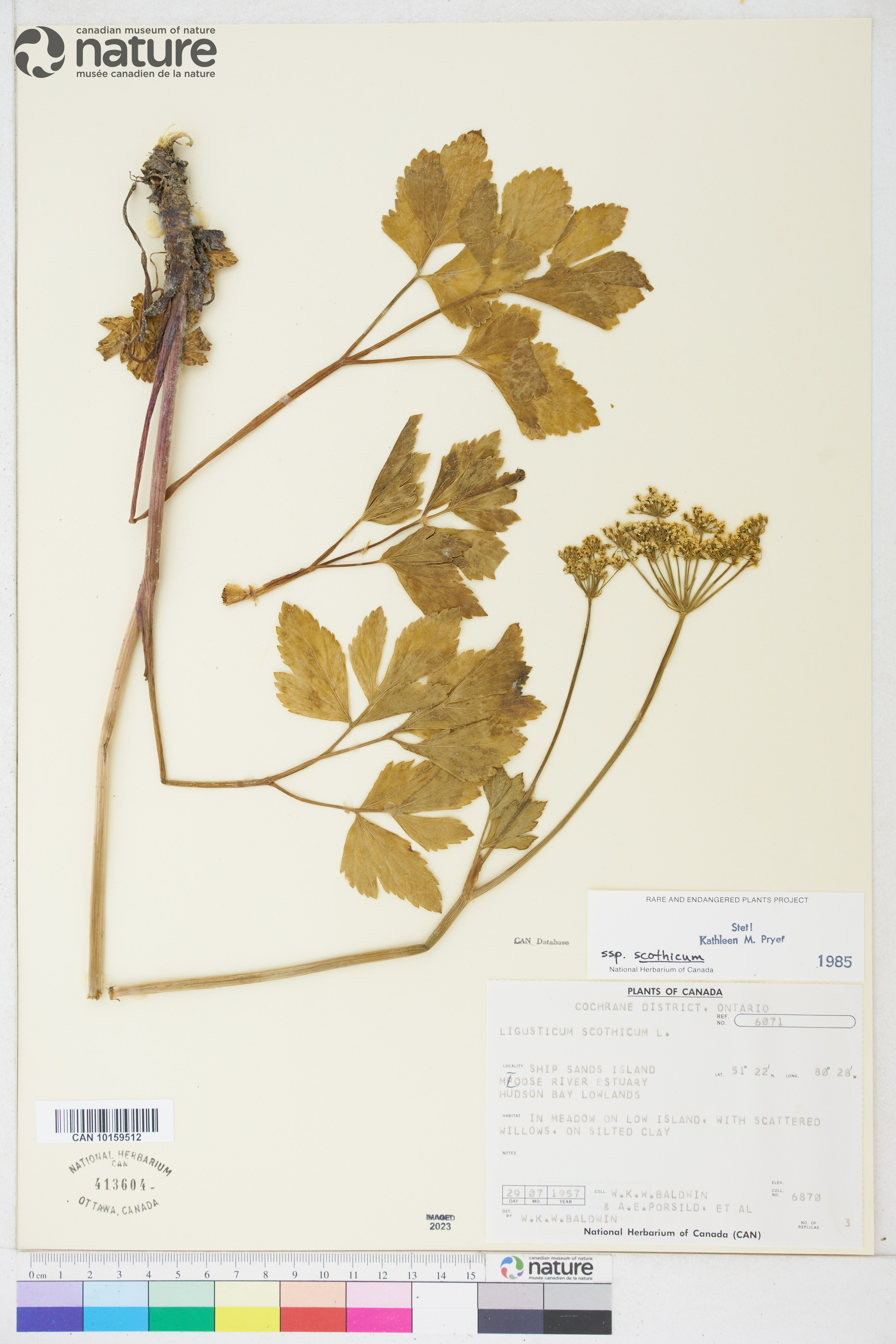 Ligusticum scothicum image