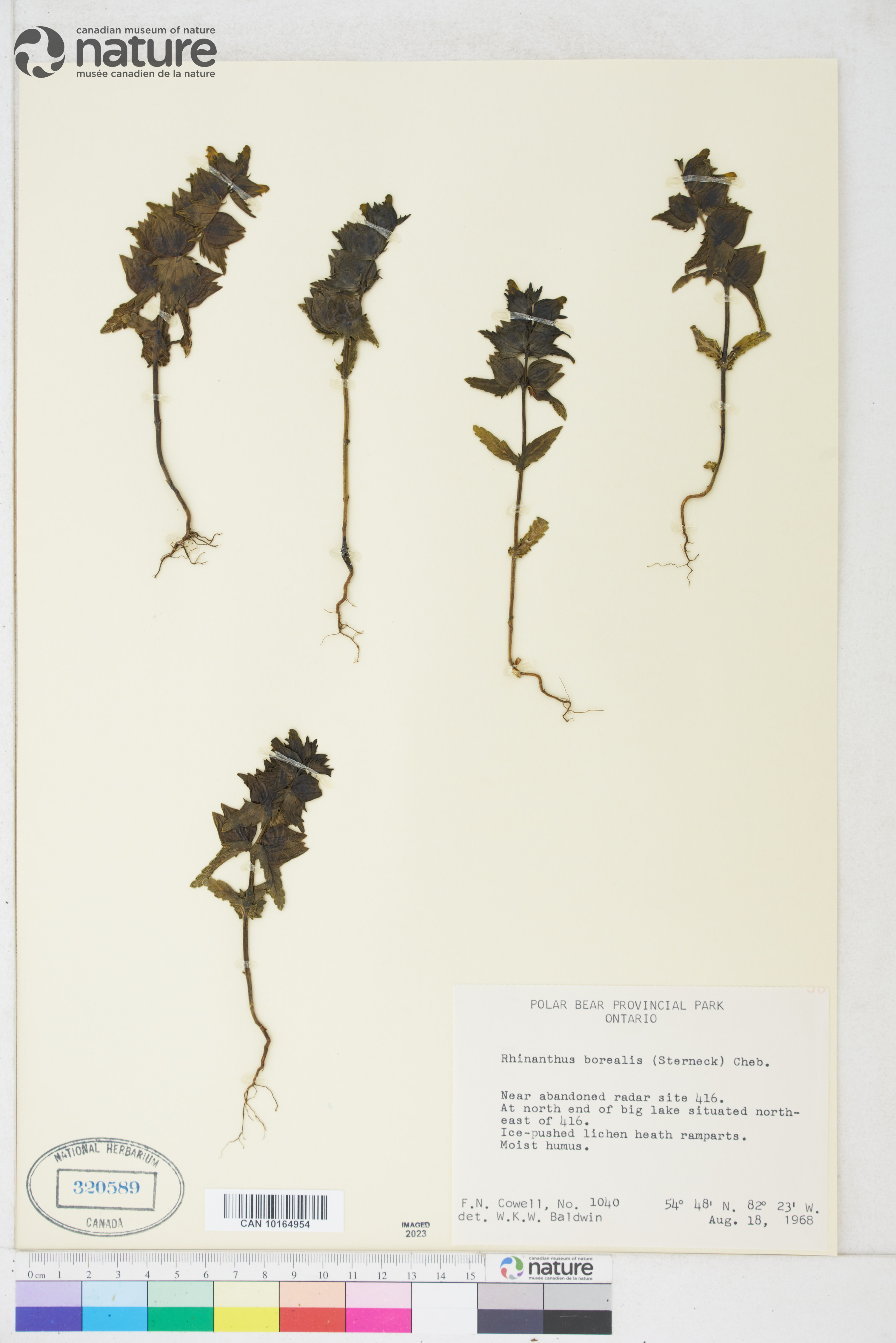 Rhinanthus minor image