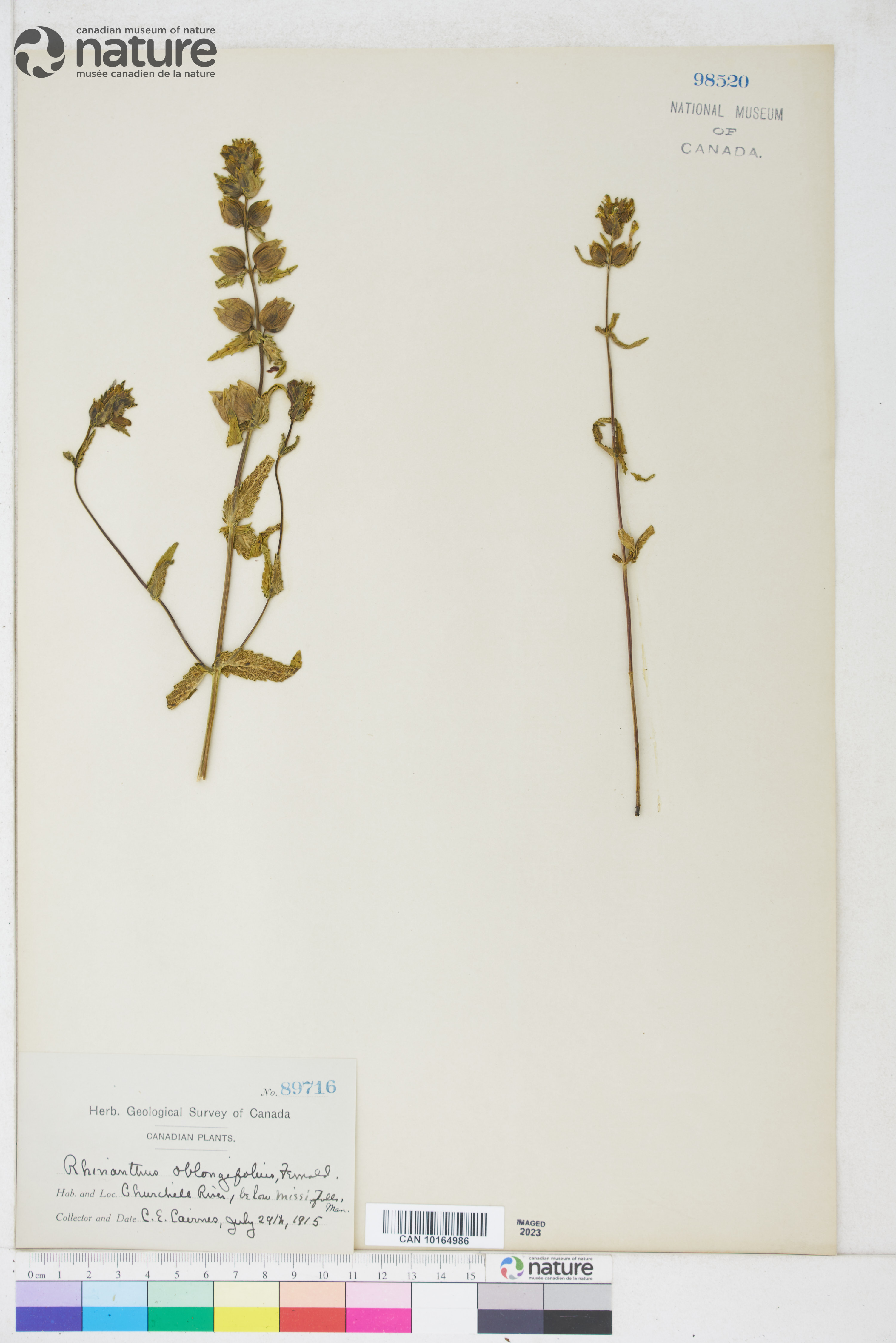 Rhinanthus minor image