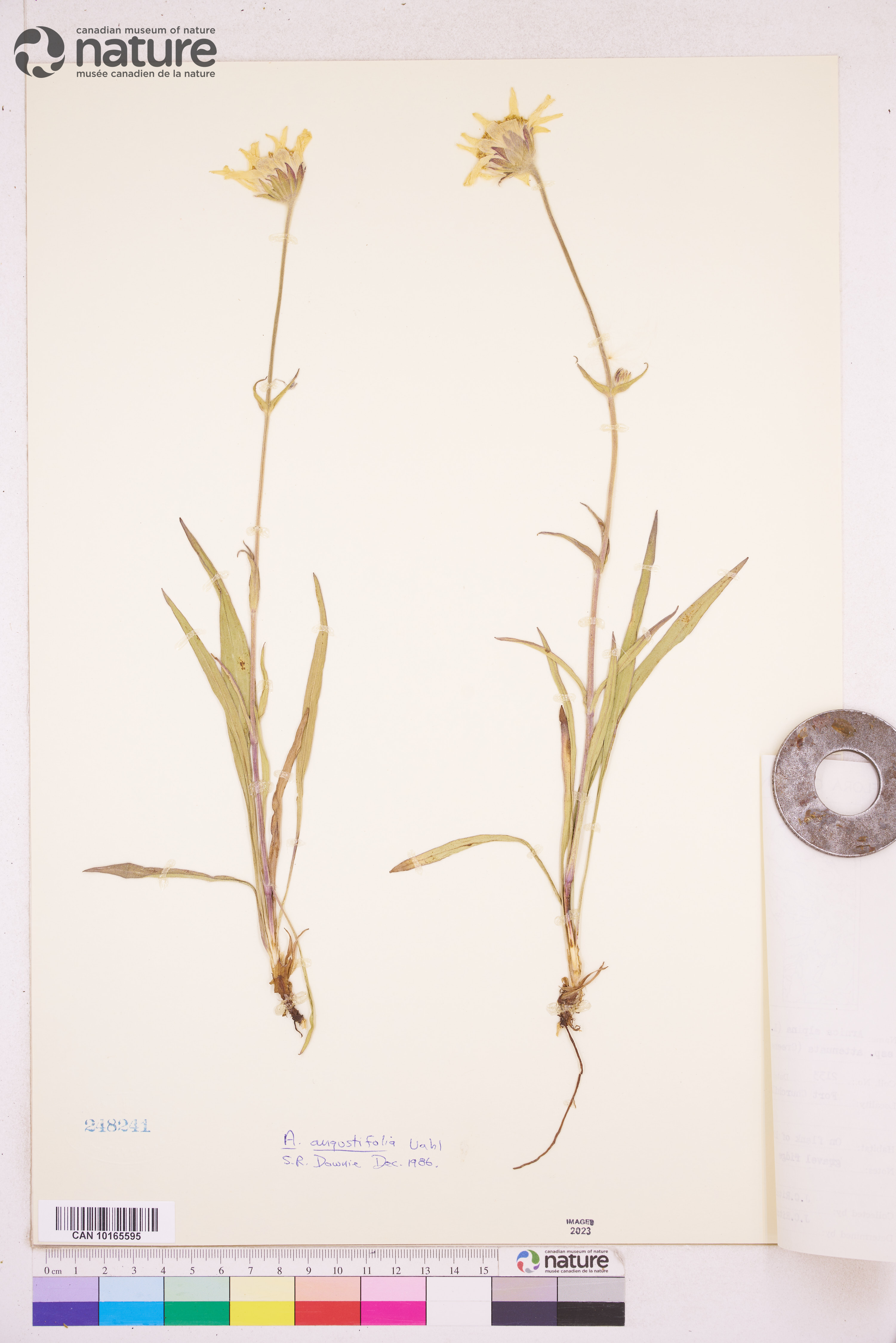 Arnica angustifolia image