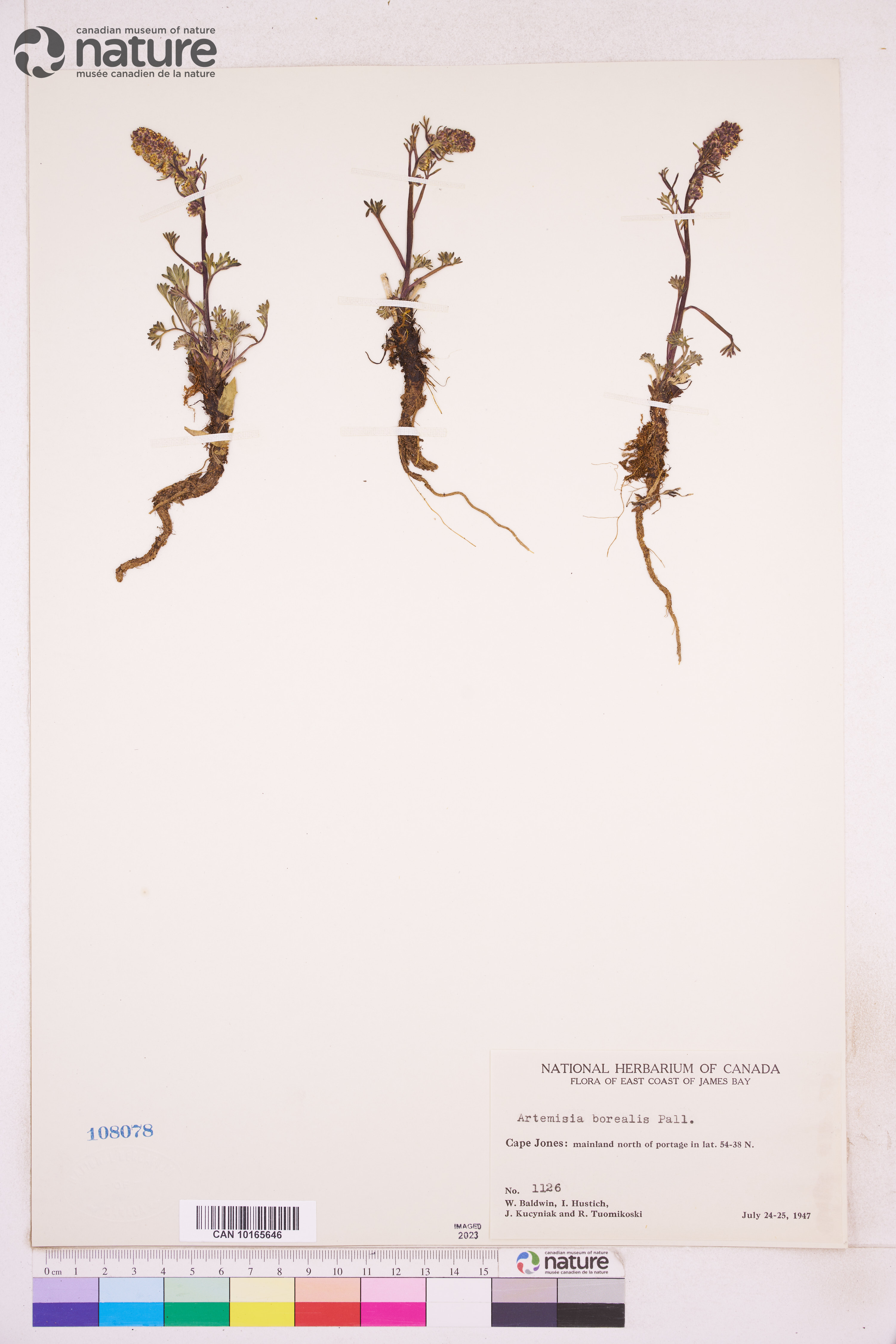 Artemisia borealis image
