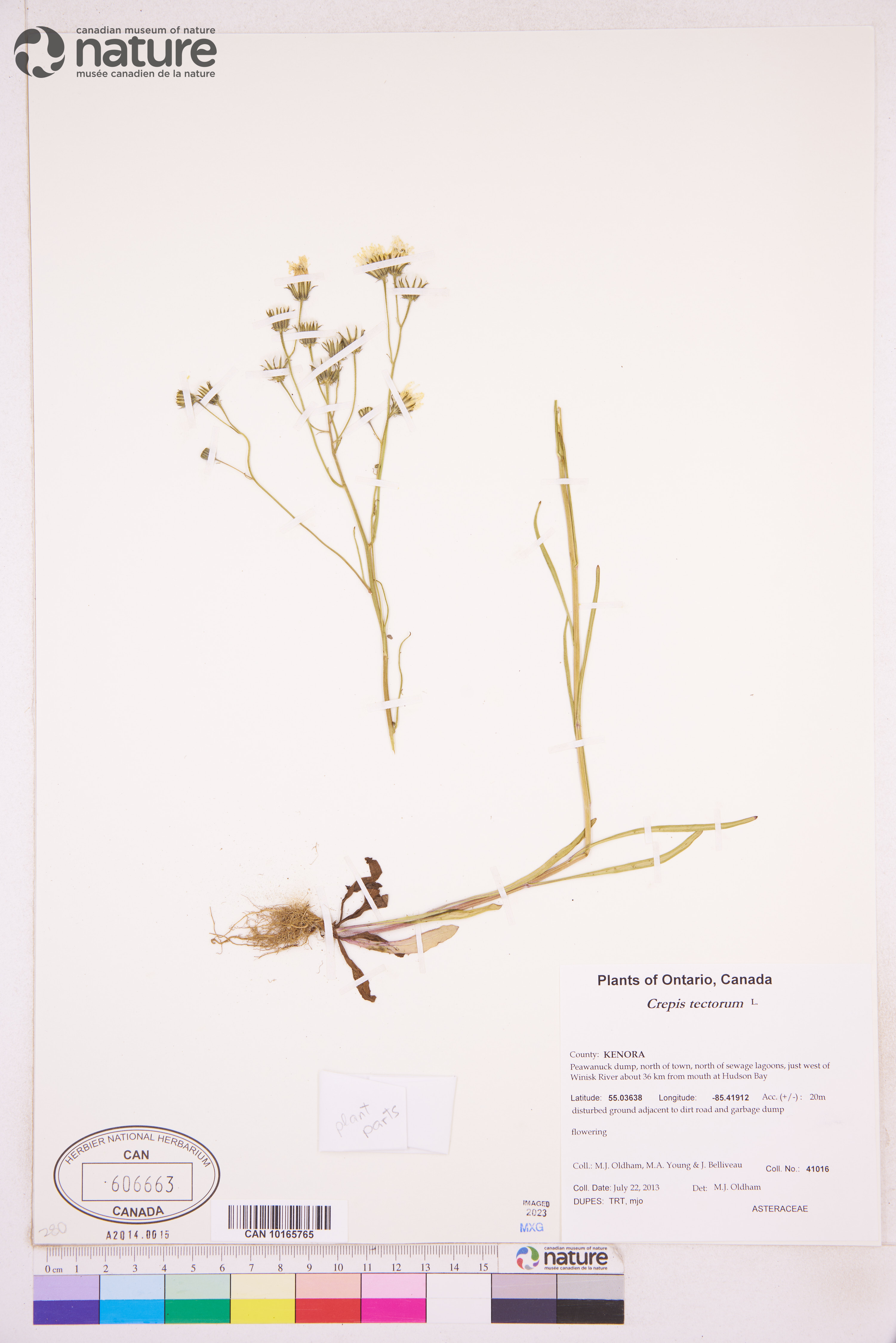 Crepis tectorum image