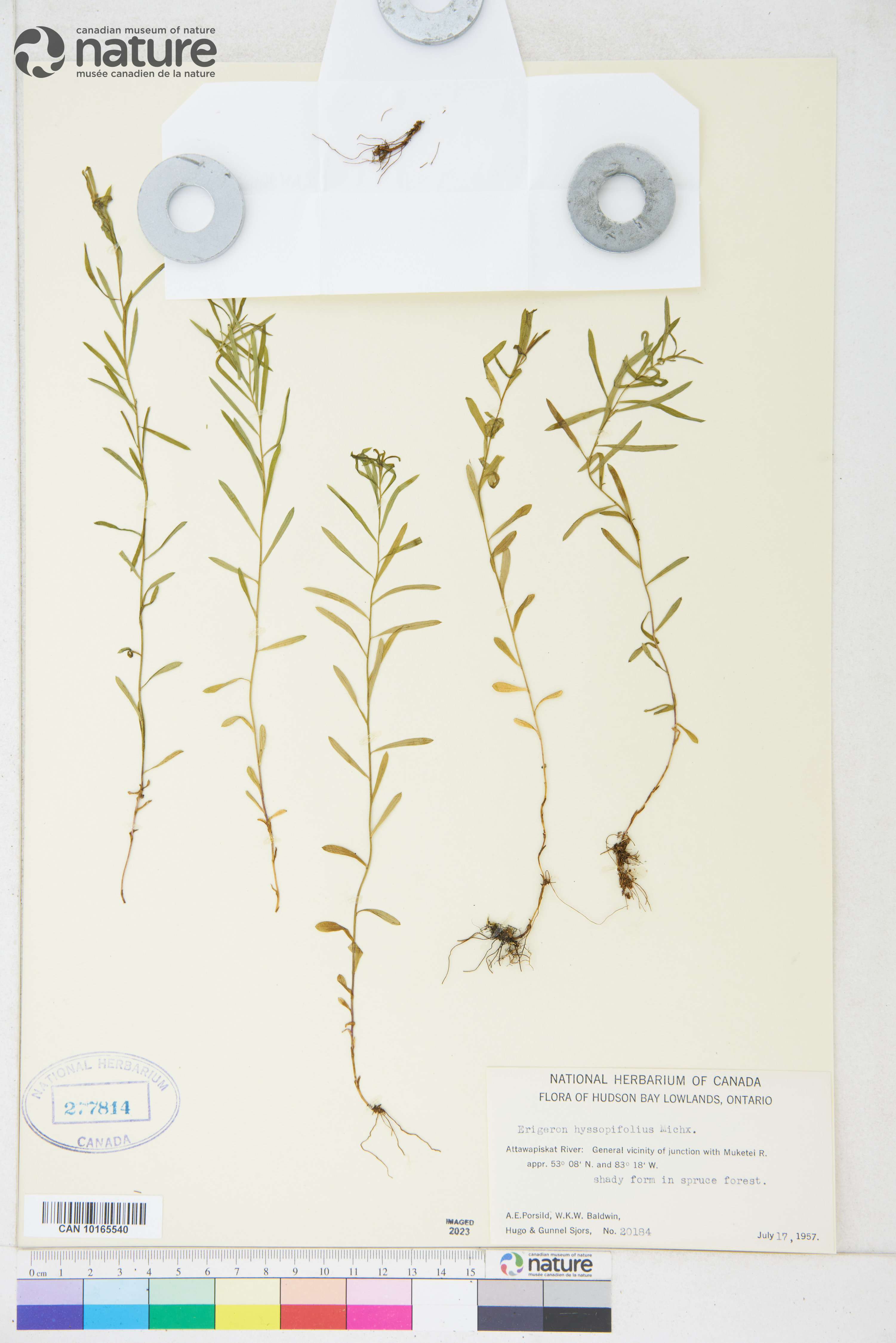 Erigeron hyssopifolius image
