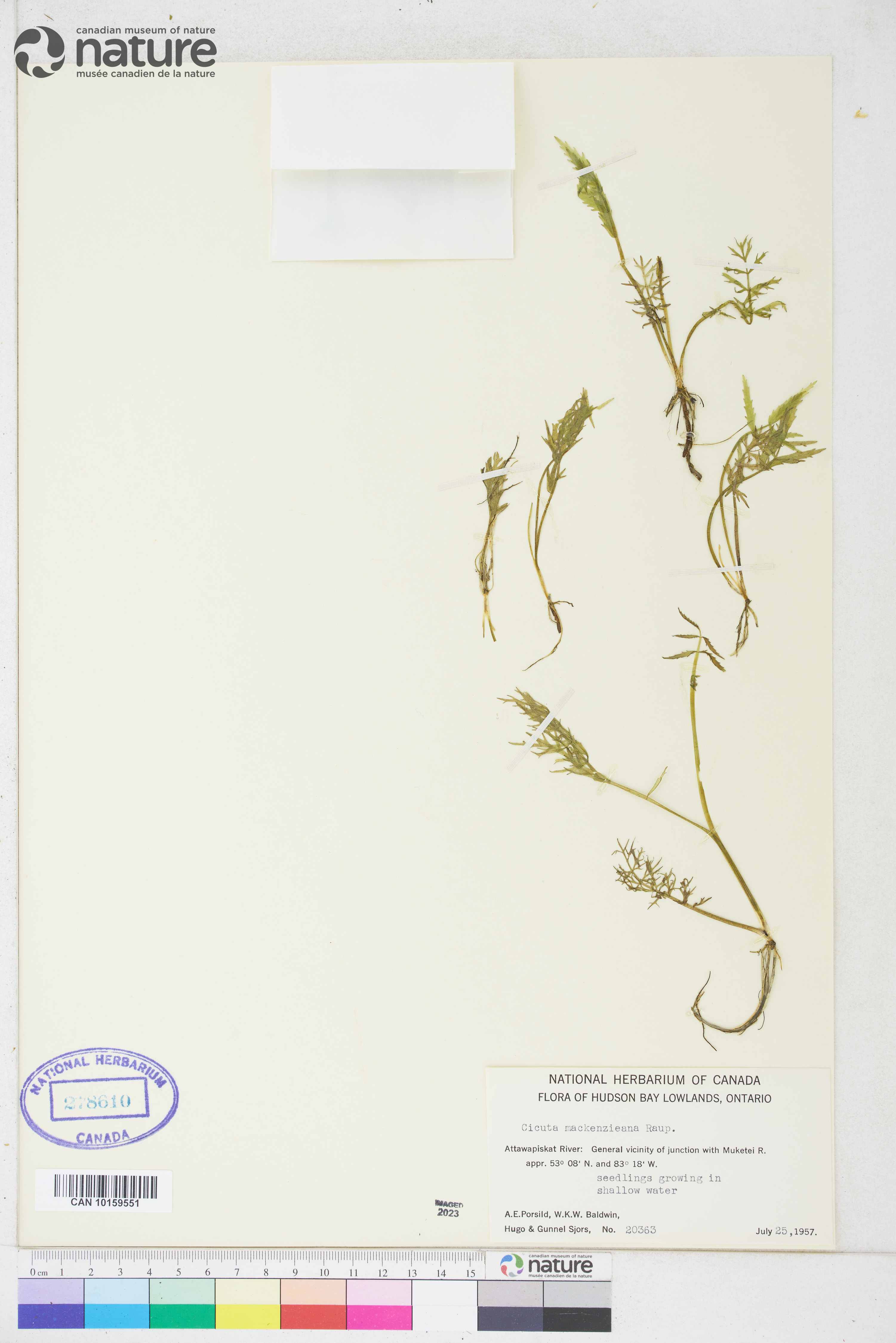 Cicuta virosa image