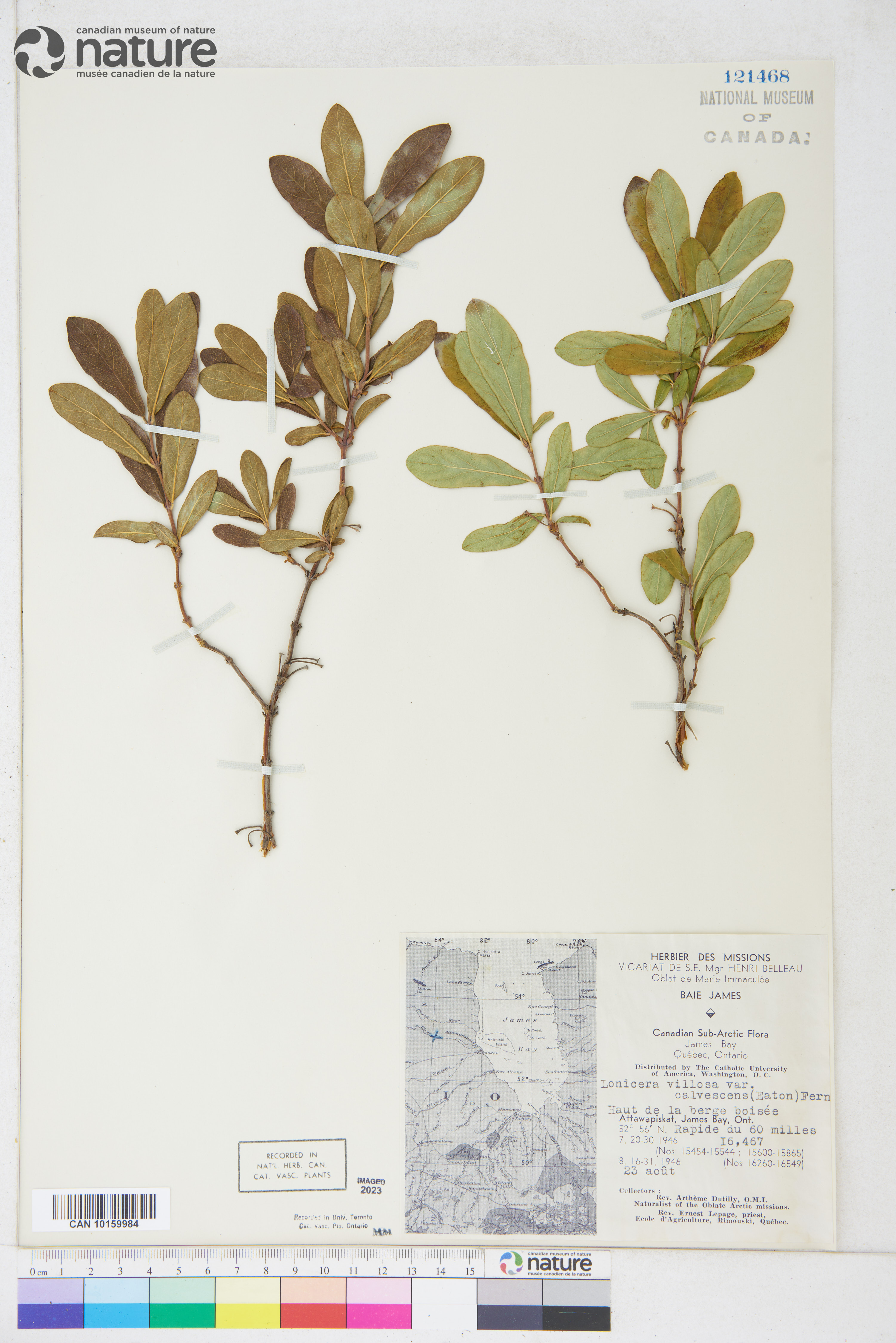 Lonicera villosa image