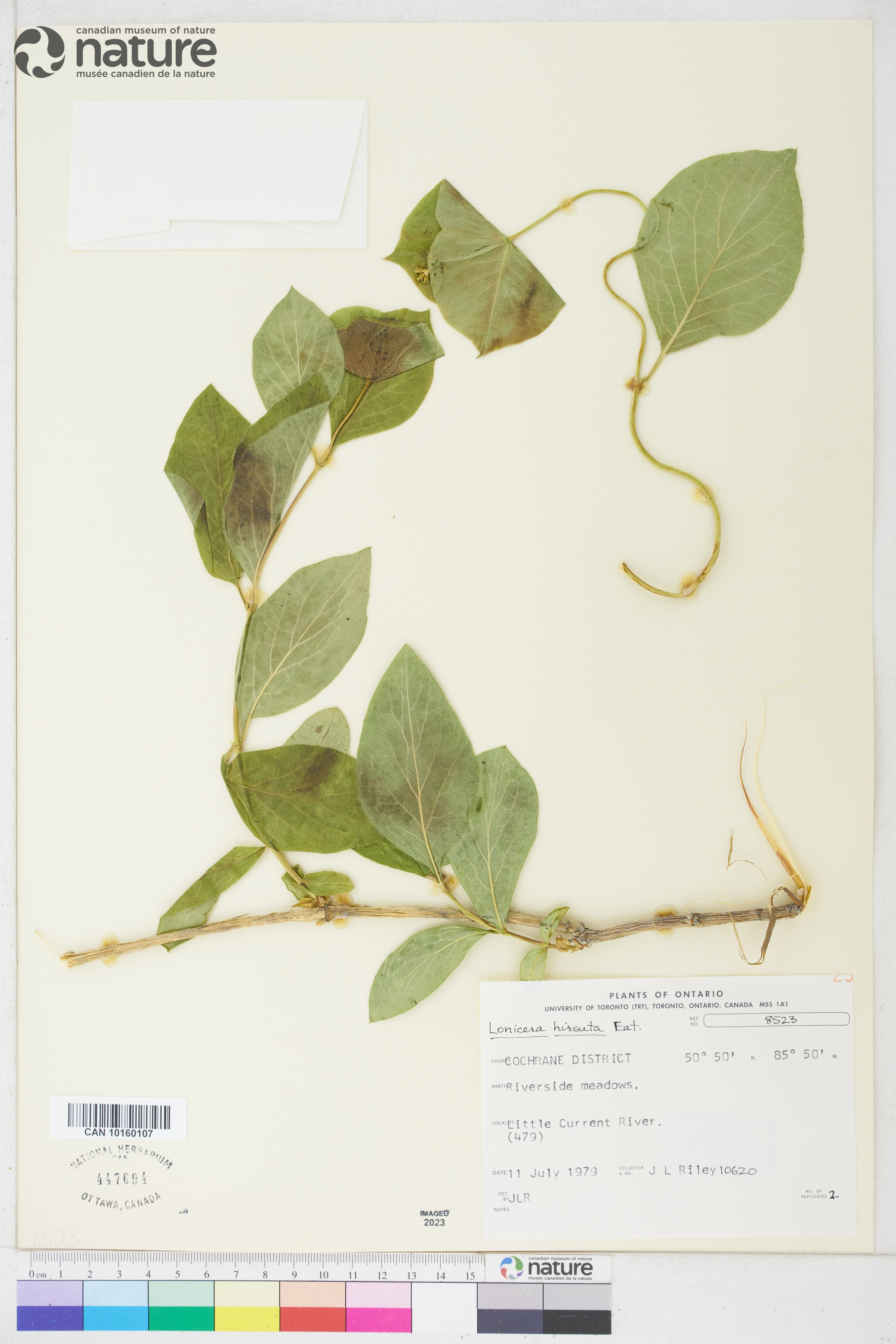 Lonicera flava image