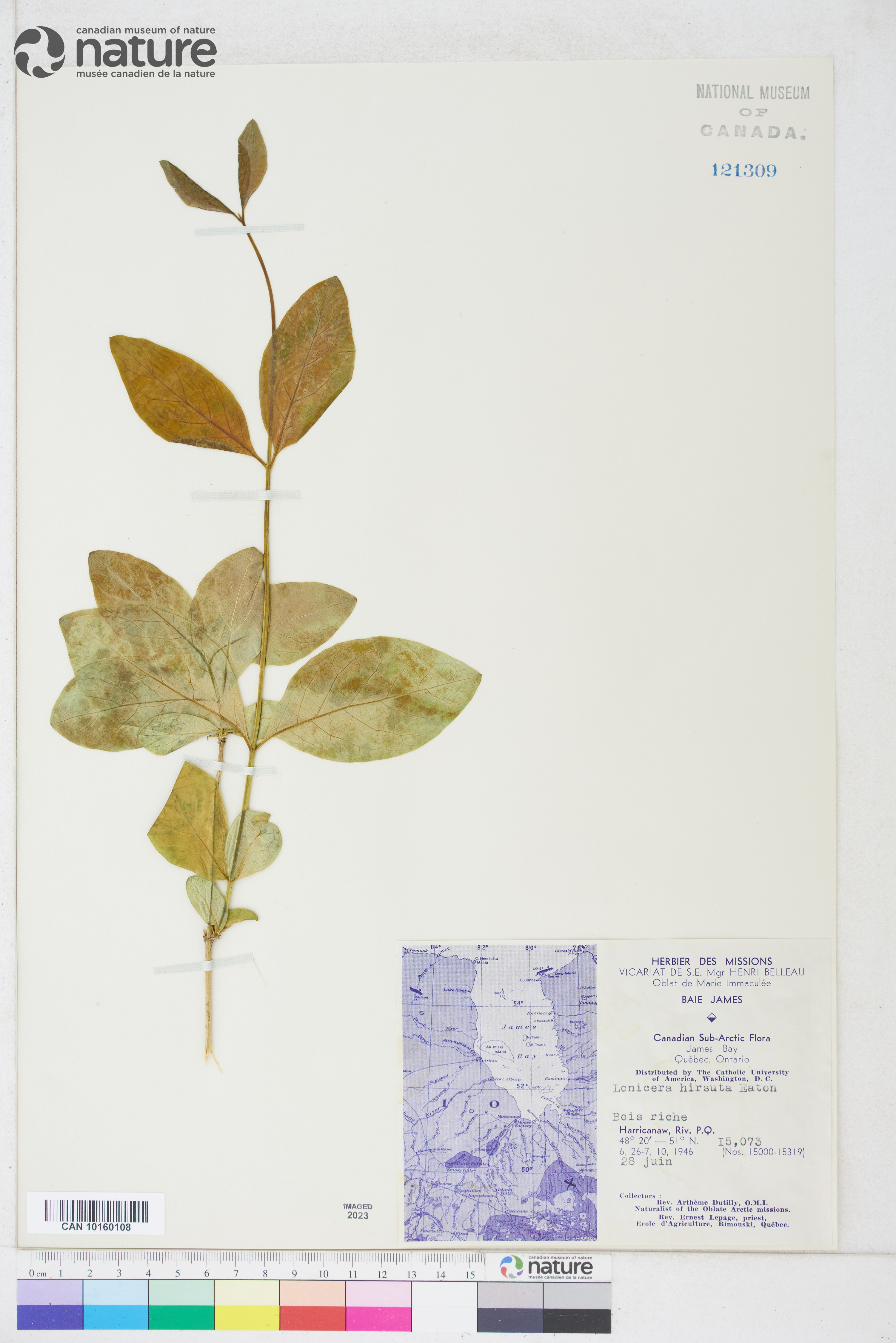 Lonicera flava var. flavescens image