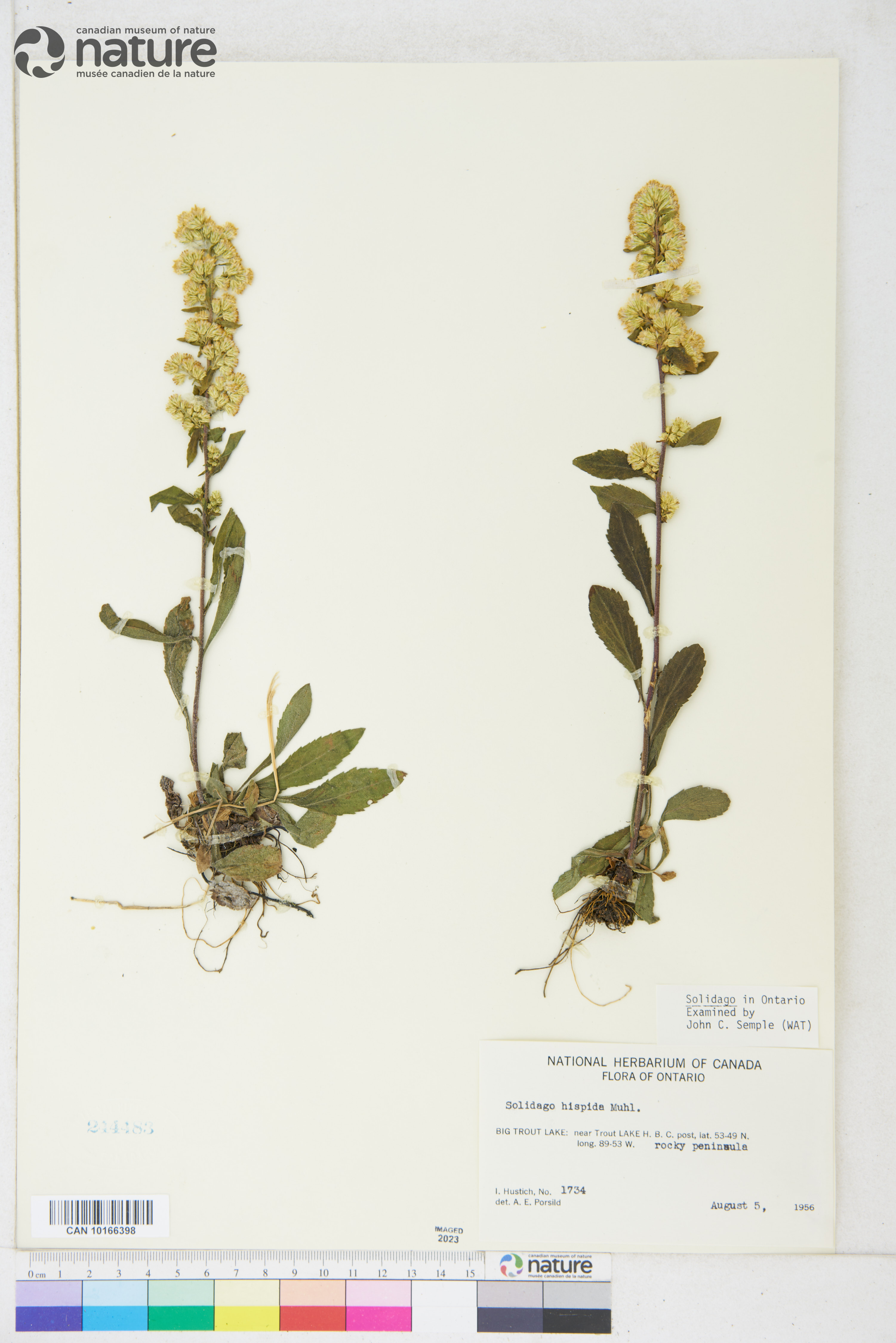 Solidago hispida var. lanata image