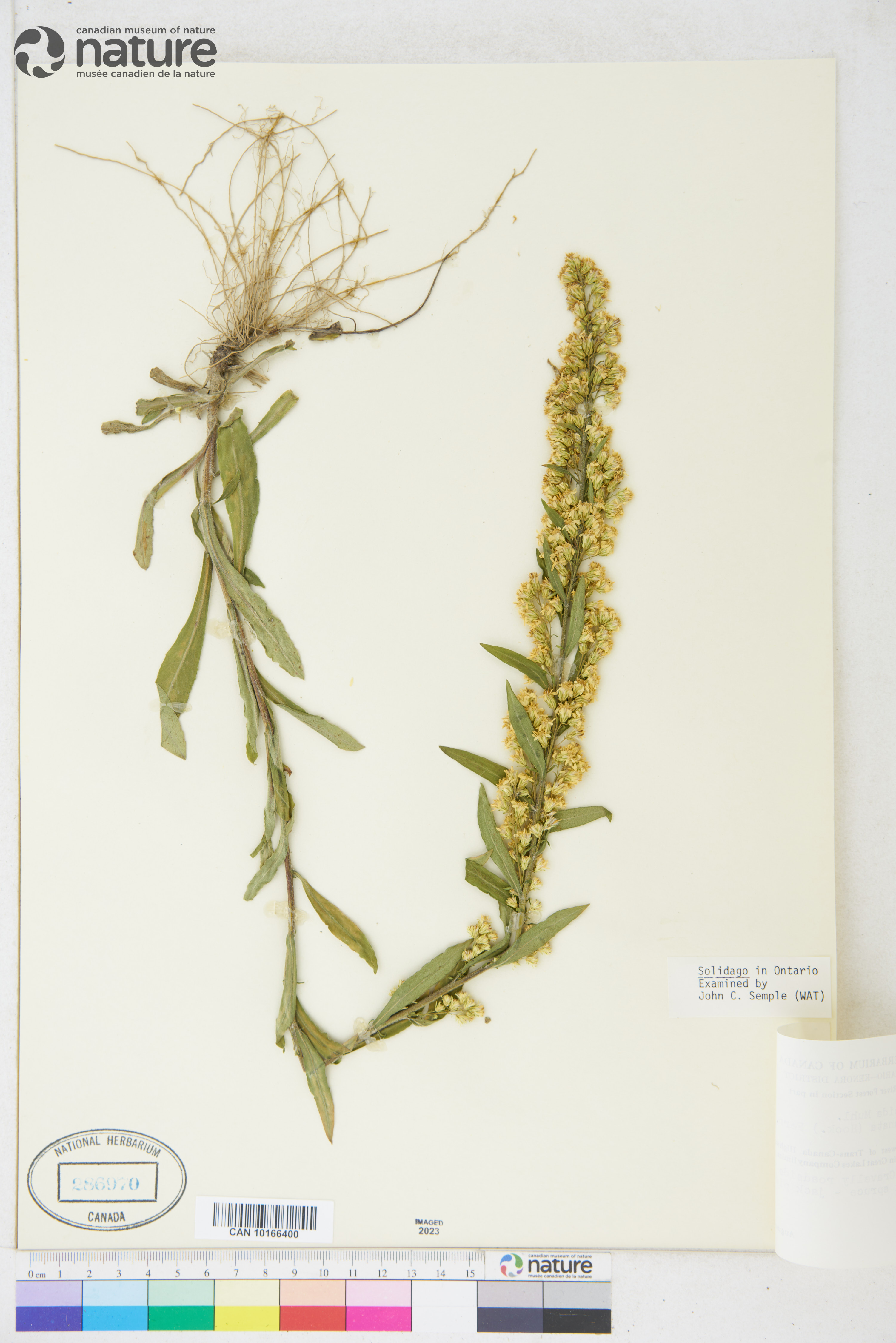 Solidago hispida var. lanata image