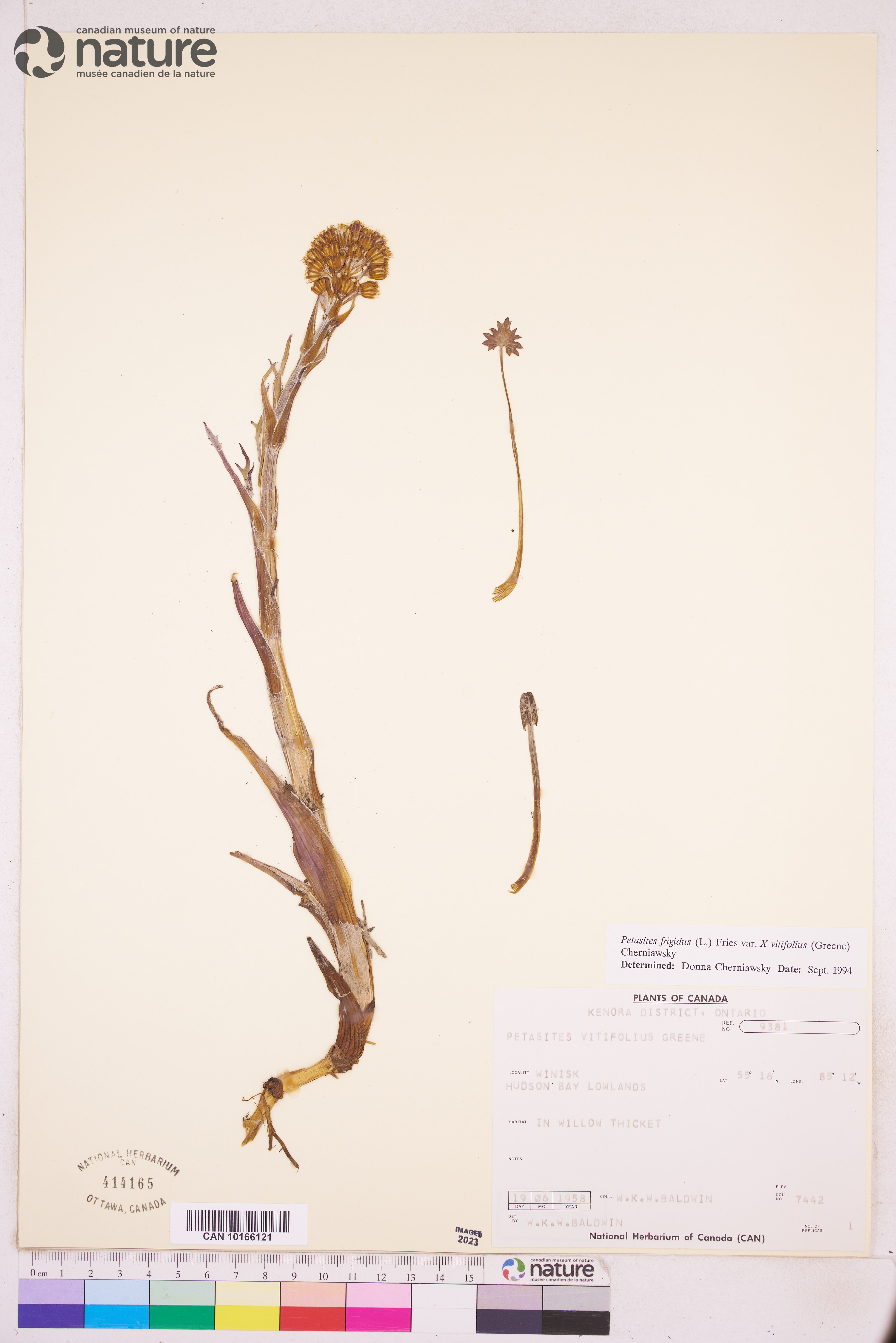 Petasites frigidus var. × vitifolius image