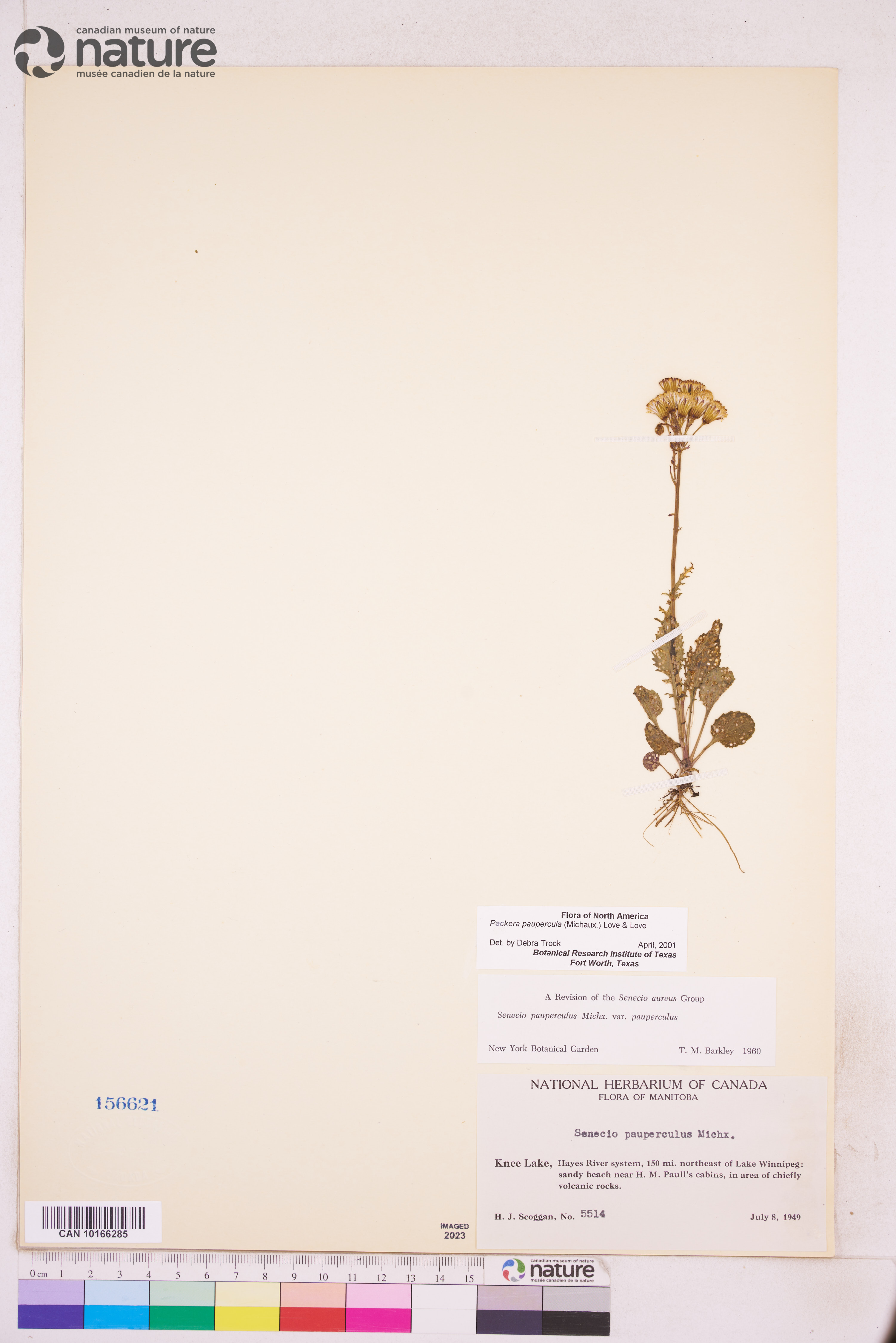 Packera paupercula var. paupercula image