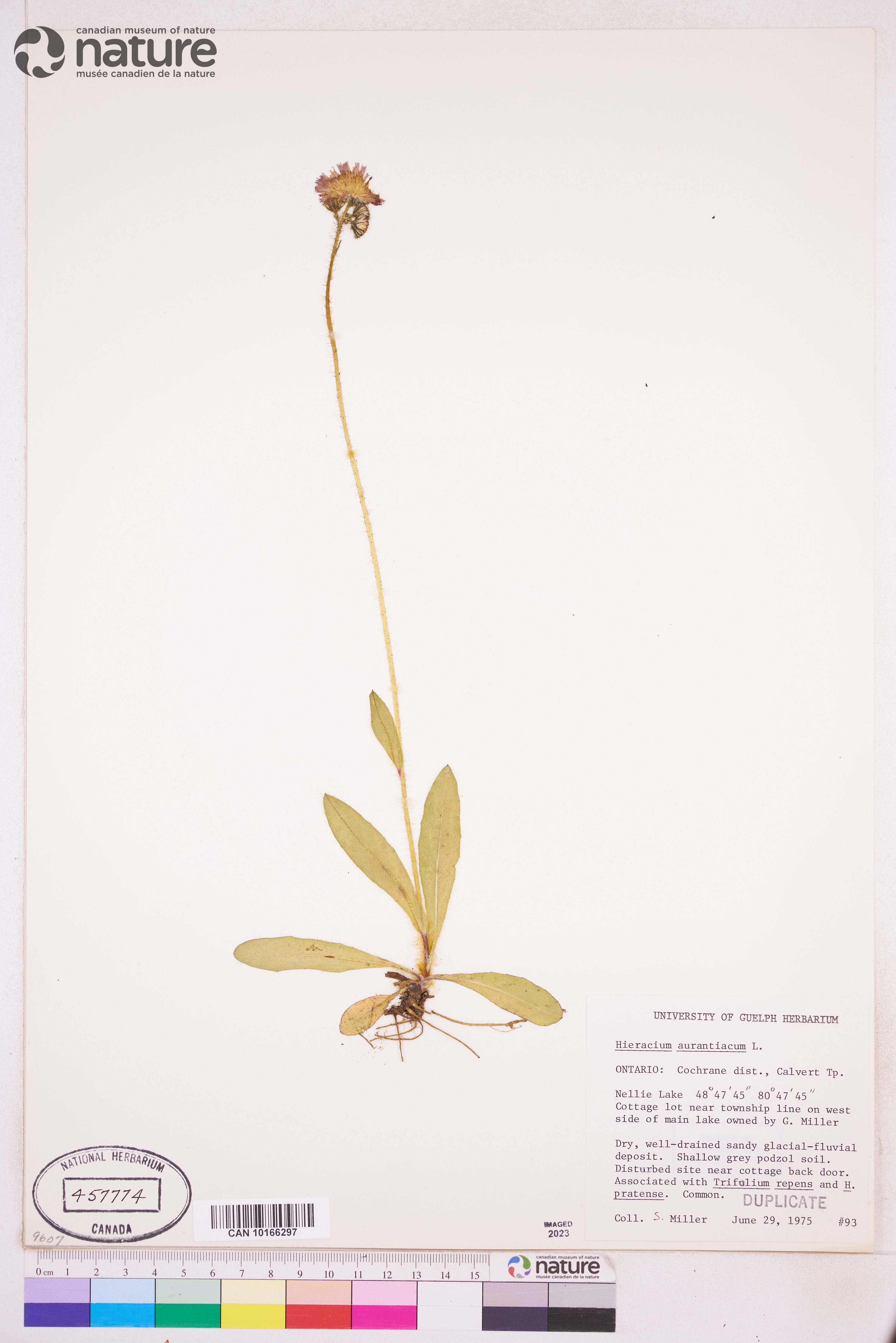 Pilosella aurantiaca image