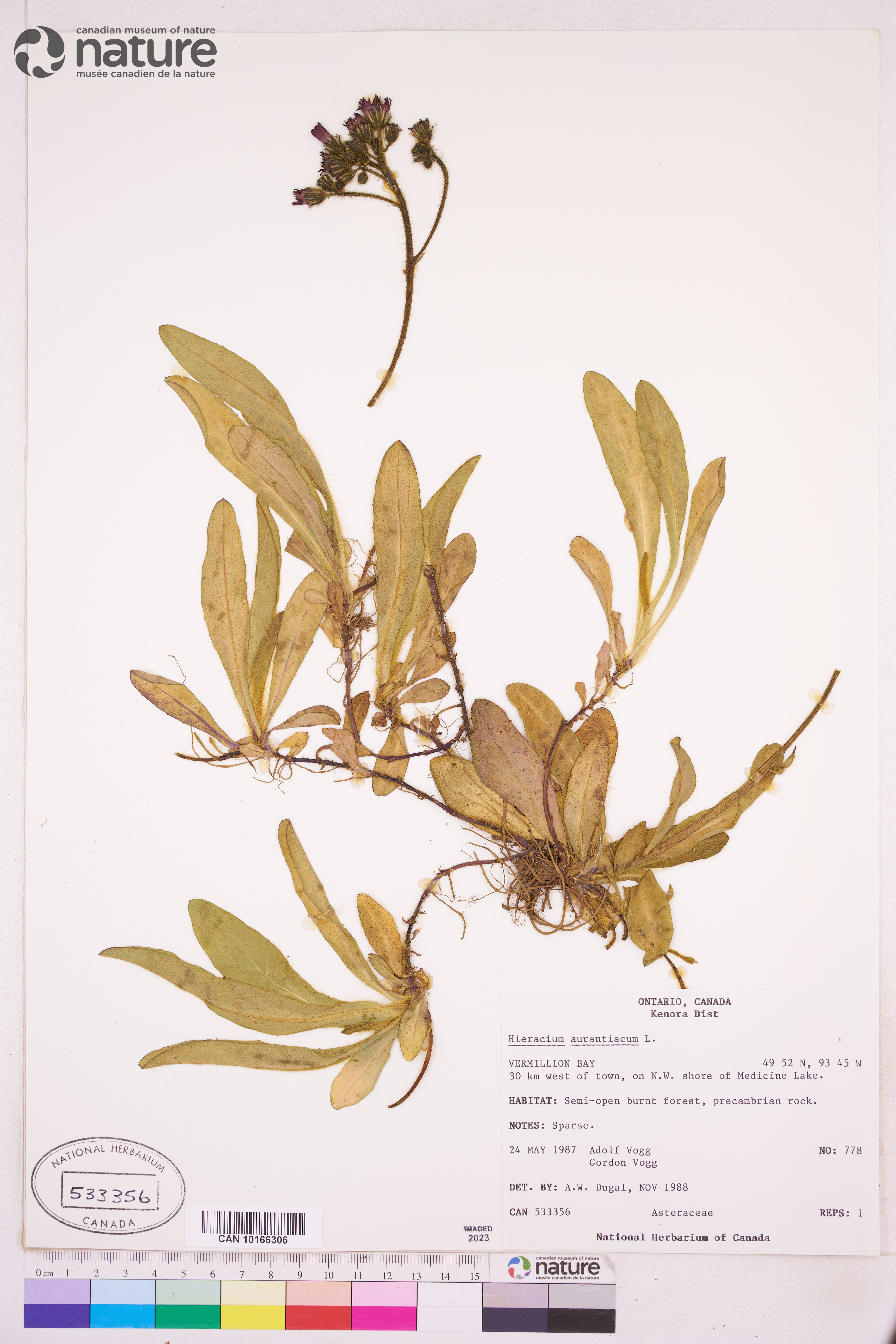 Pilosella aurantiaca image