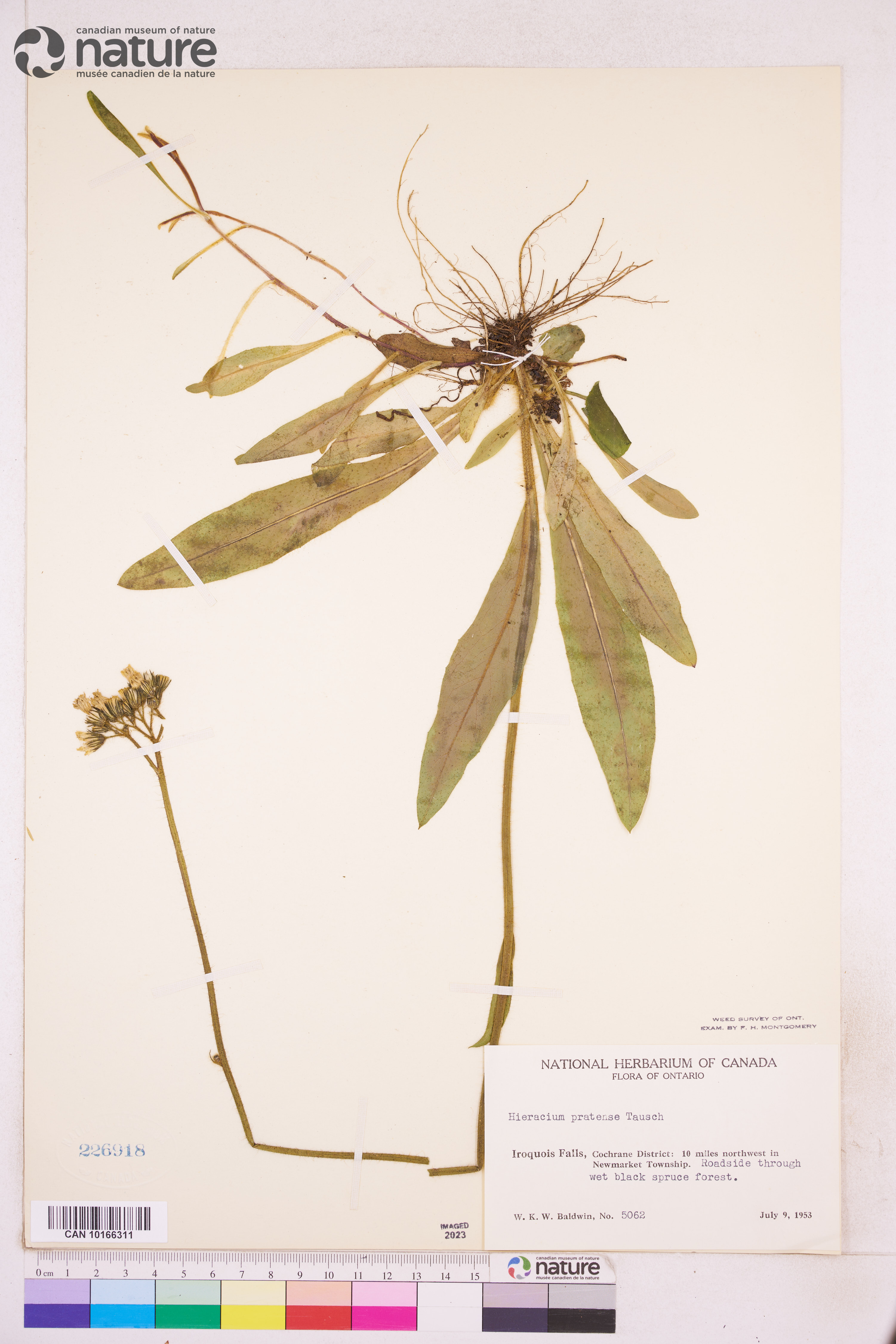 Pilosella caespitosa image