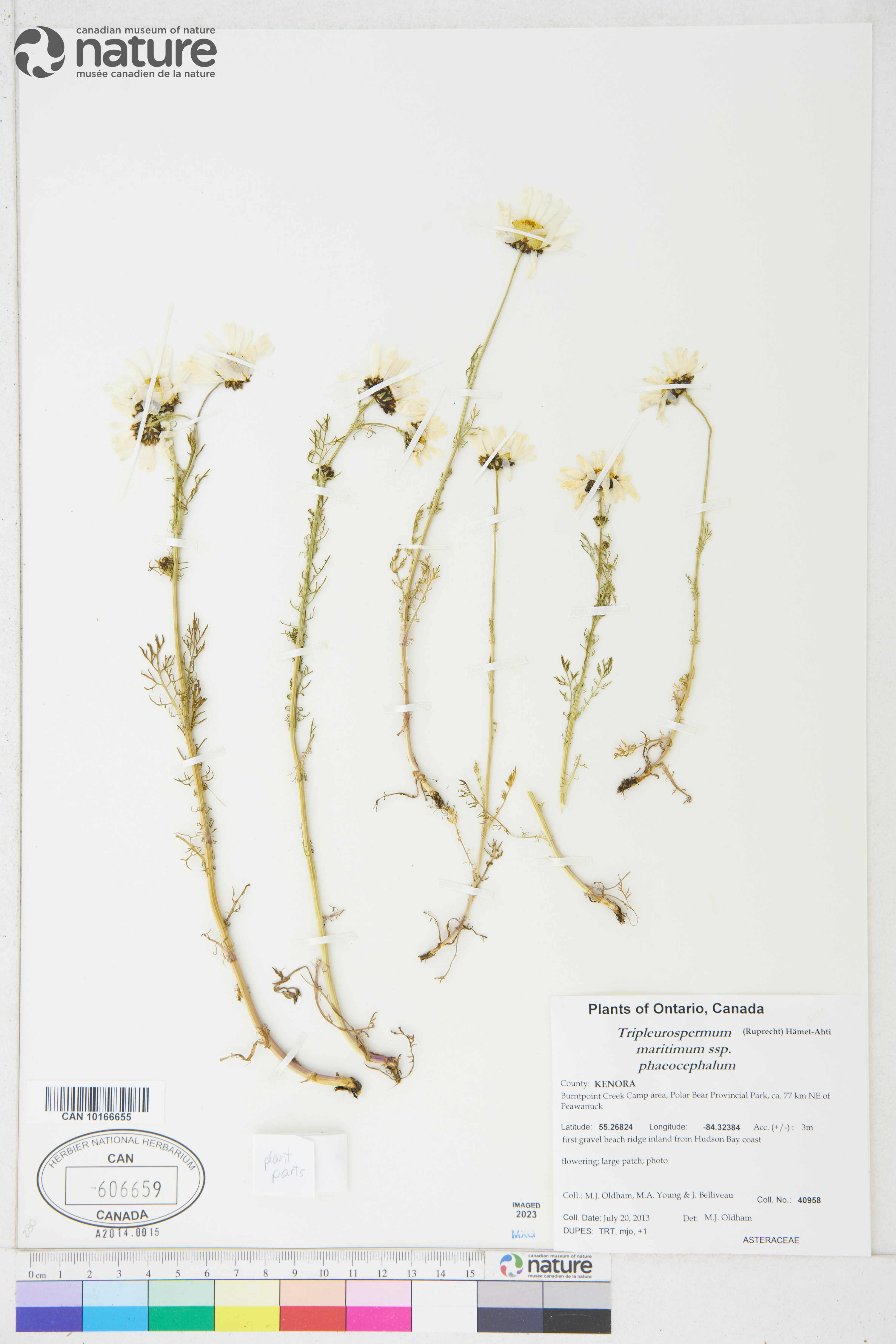 Tripleurospermum maritimum subsp. phaeocephalum image