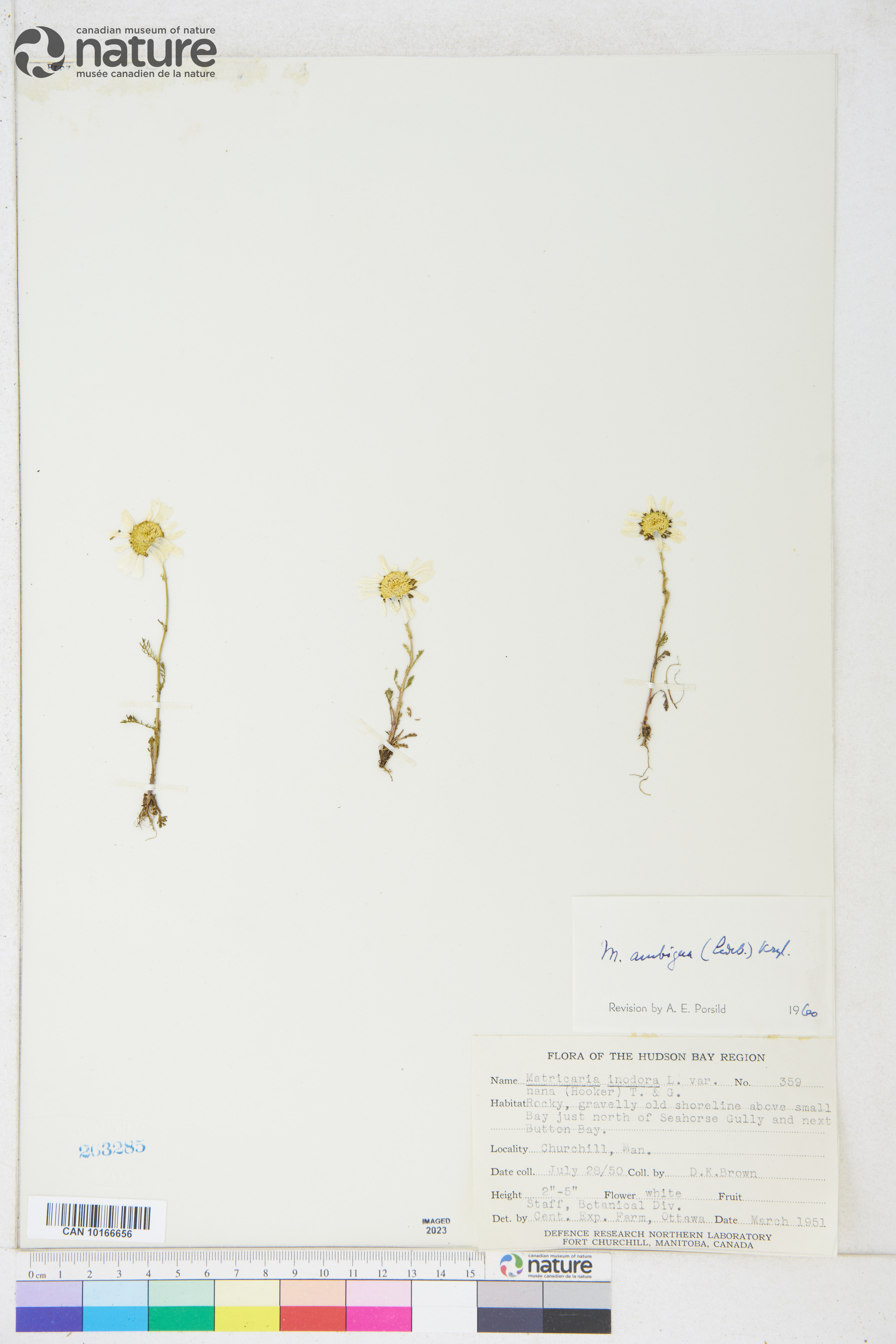 Tripleurospermum maritimum image