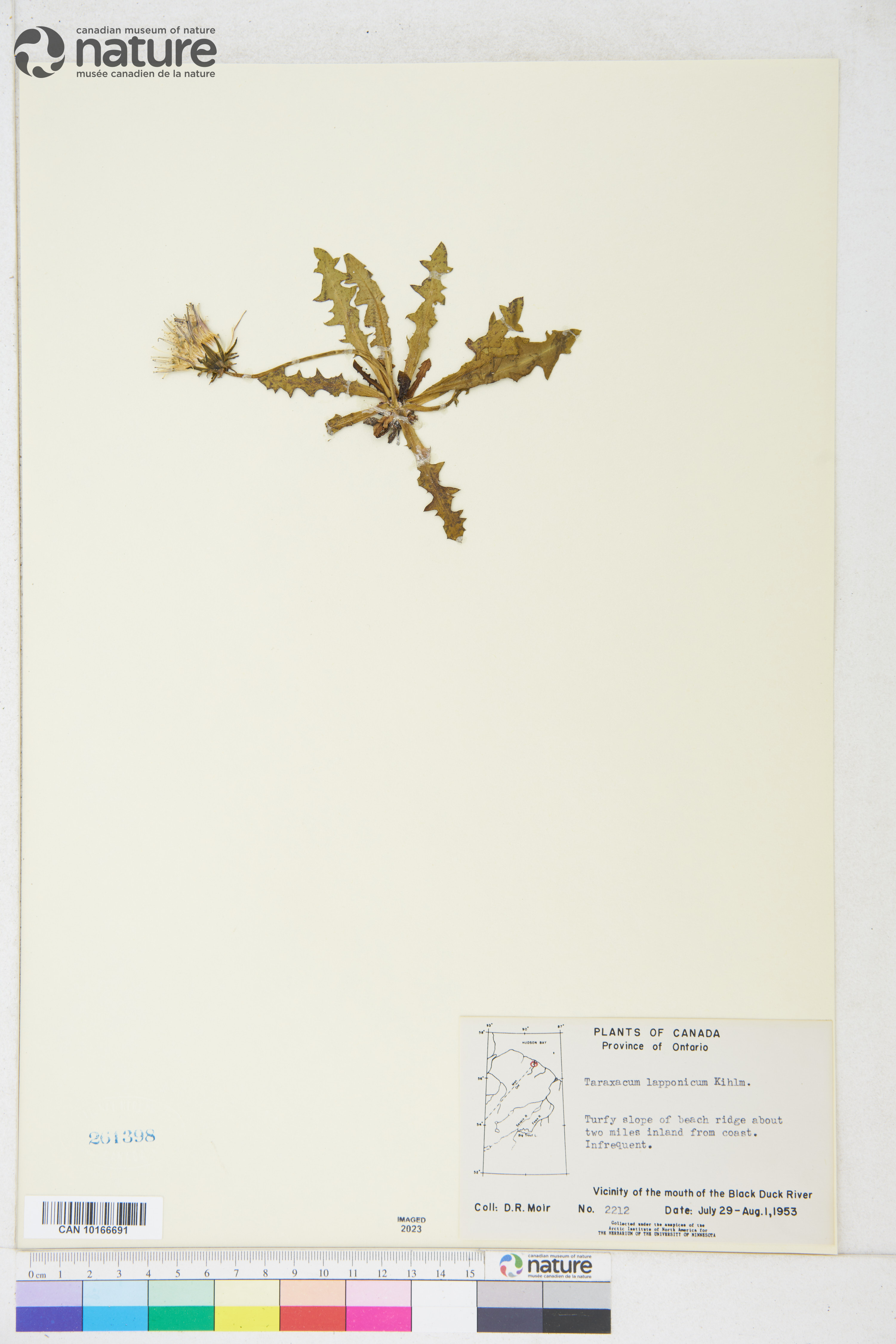 Taraxacum lapponicum image