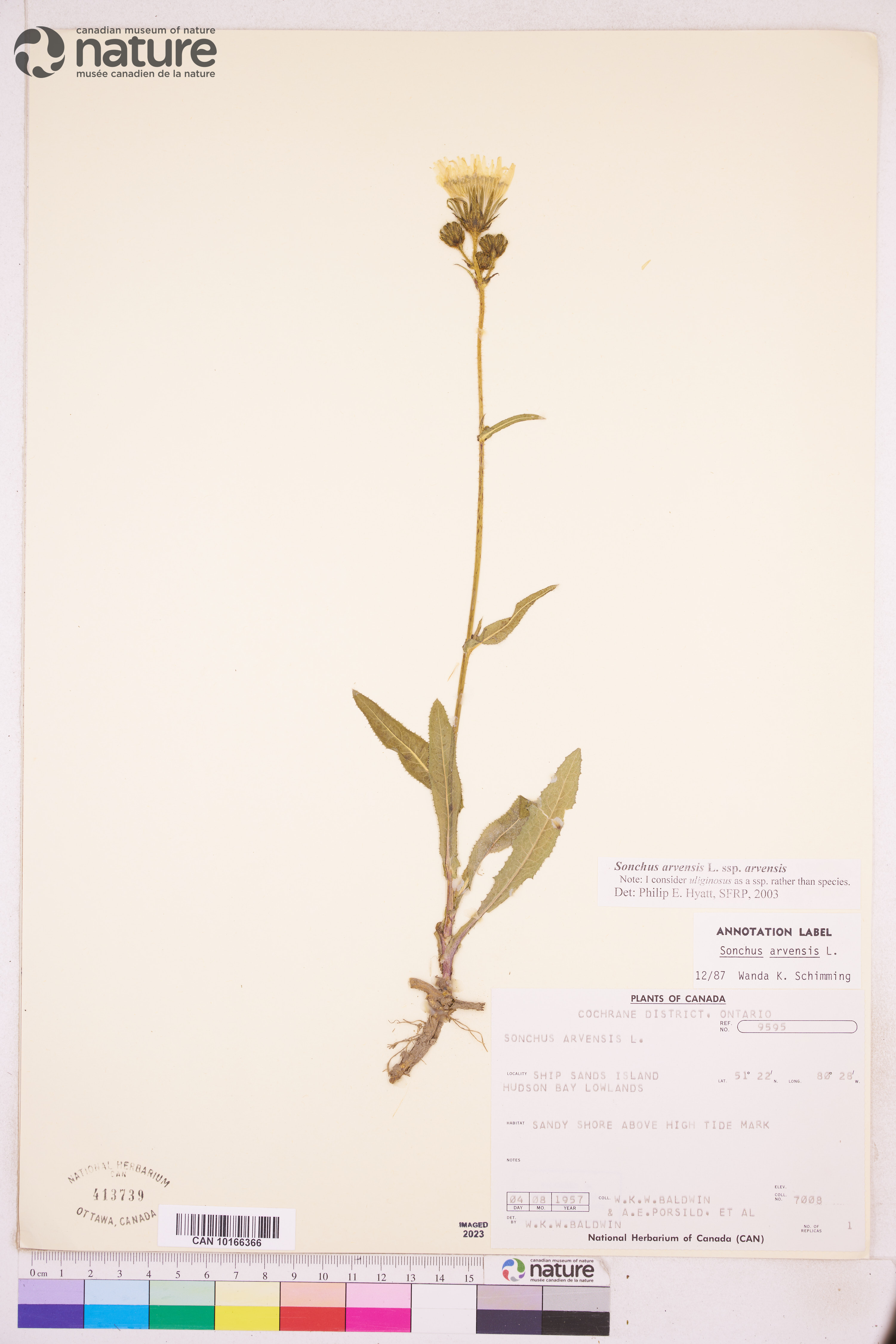 Sonchus arvensis subsp. arvensis image