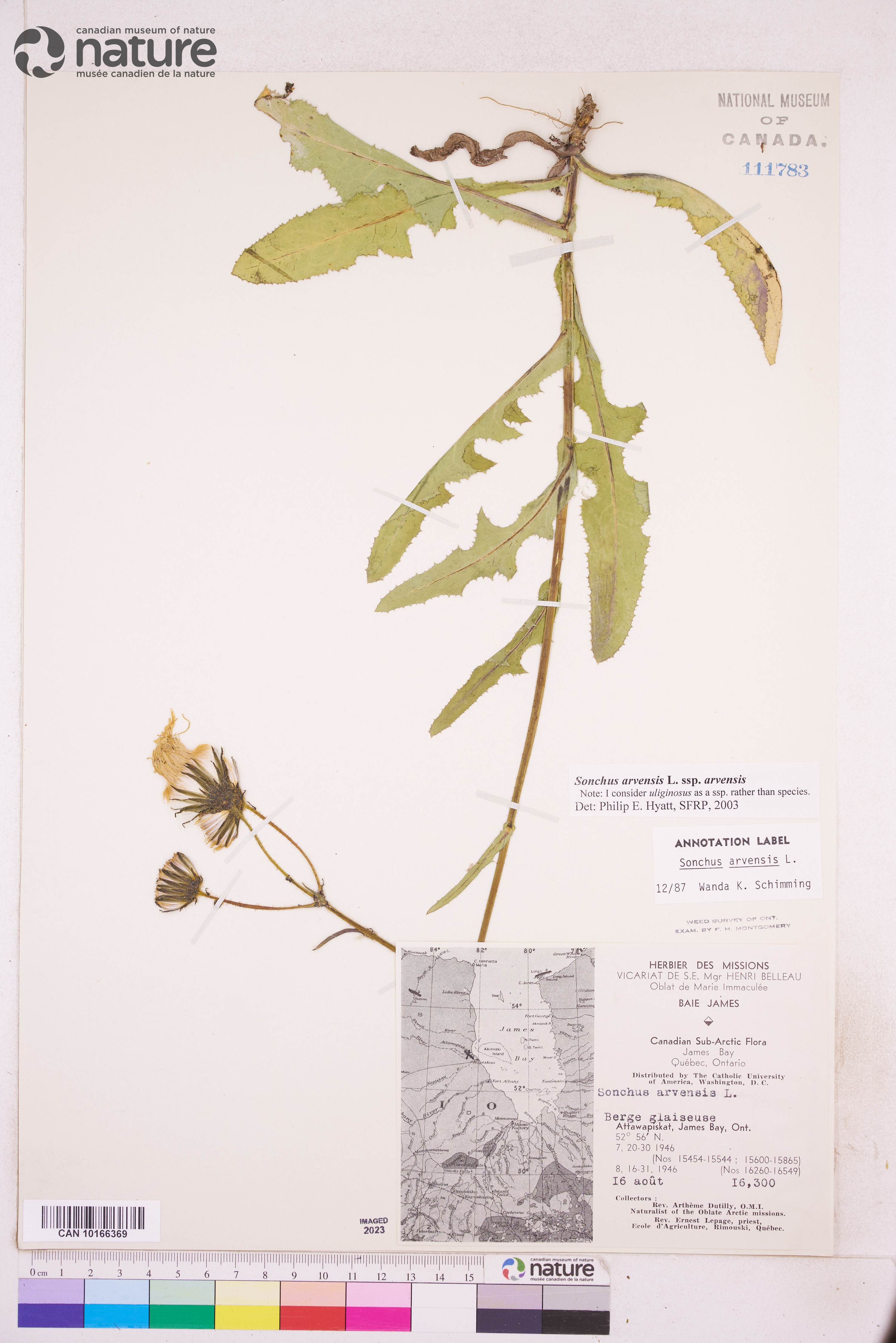 Sonchus arvensis subsp. arvensis image