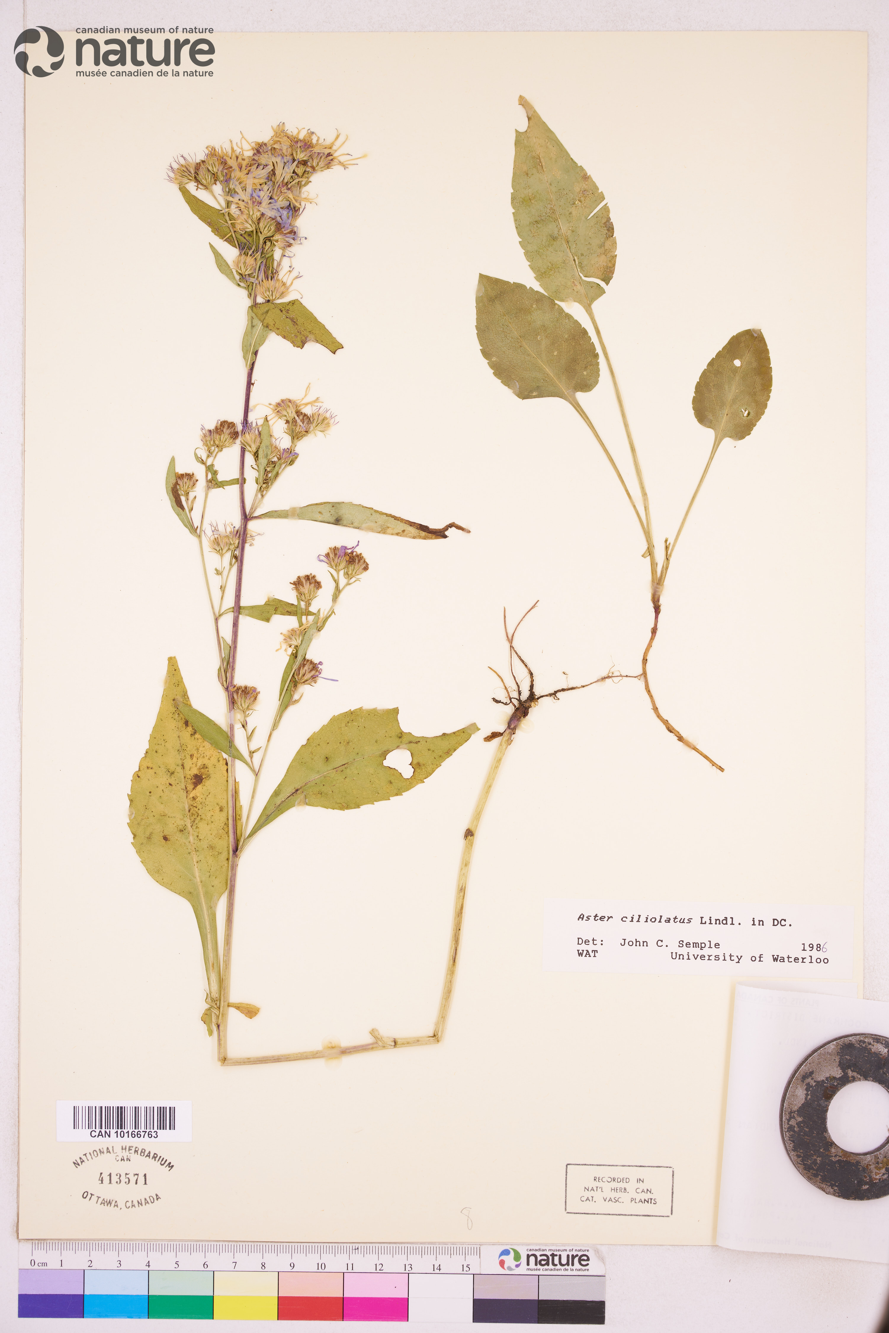 Symphyotrichum ciliolatum image