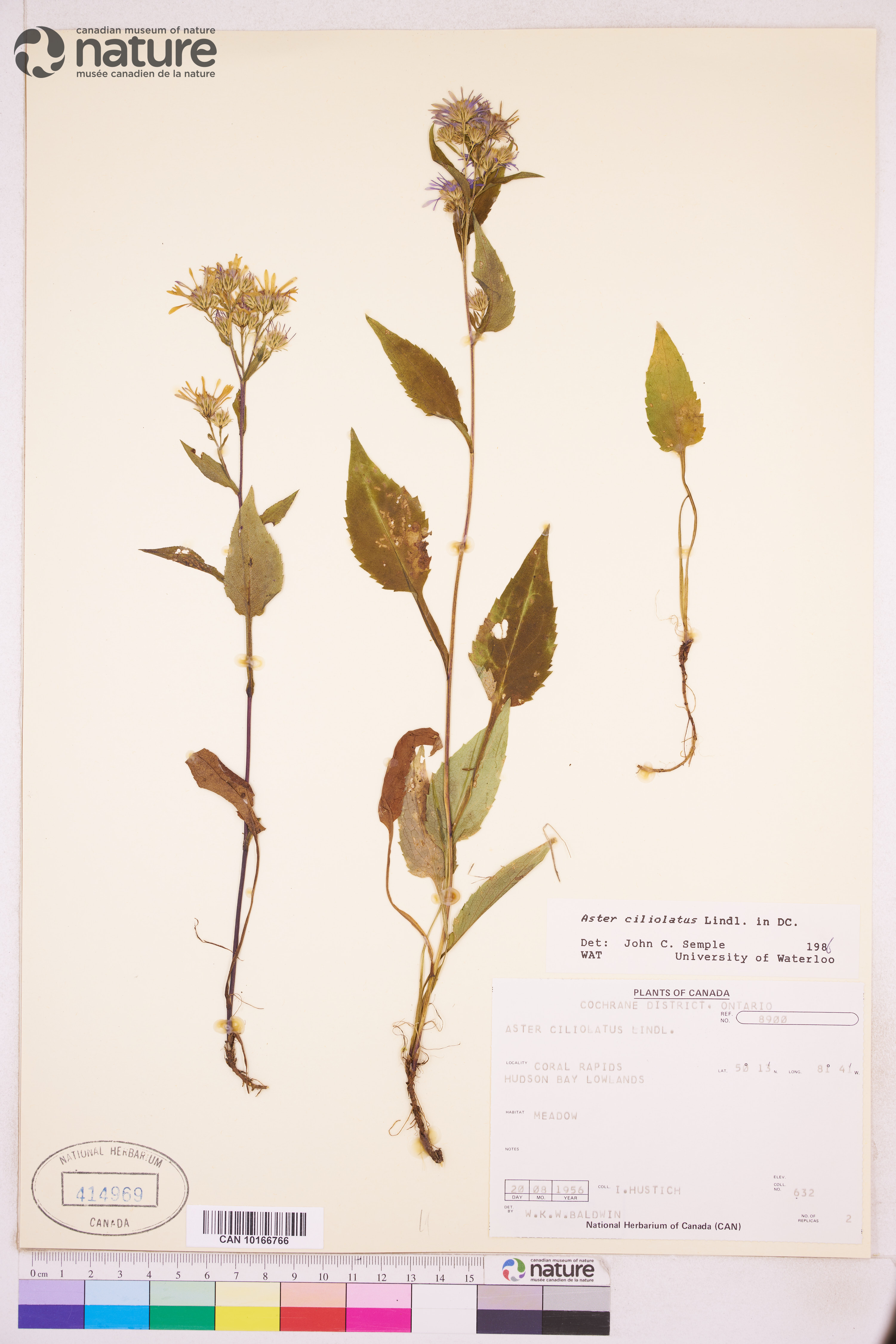 Symphyotrichum ciliolatum image