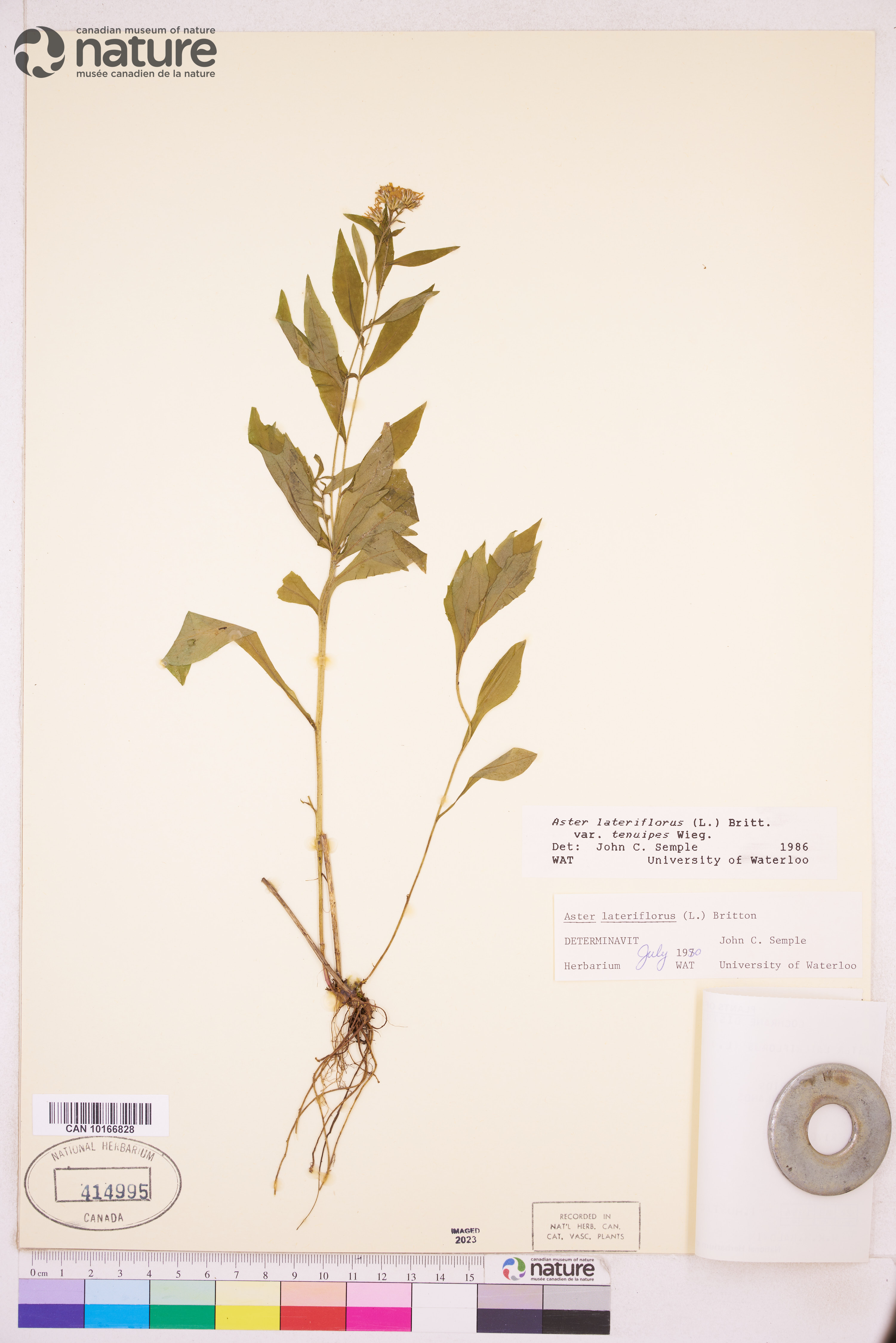 Symphyotrichum lateriflorum var. tenuipes image