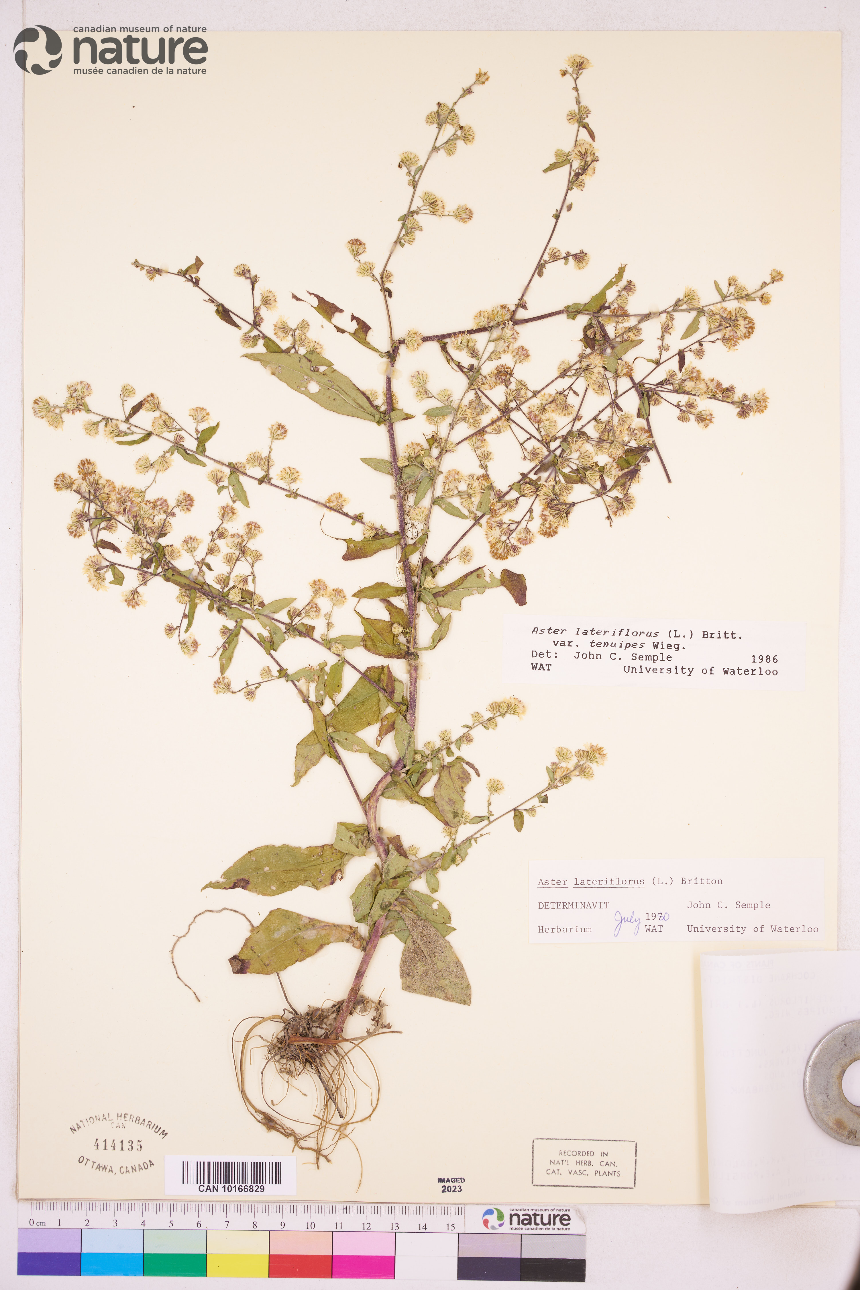 Symphyotrichum lateriflorum var. tenuipes image